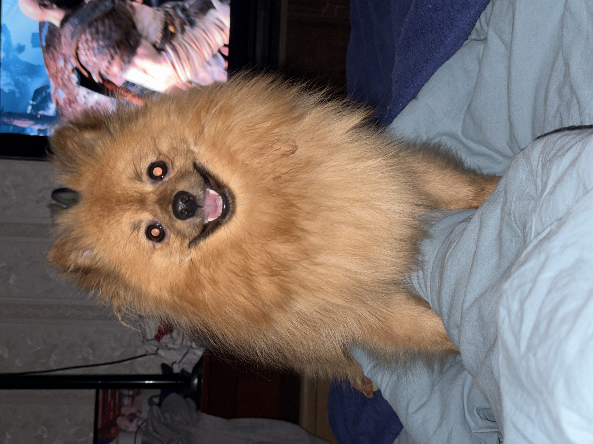 Pomeranian dog spotted resting on bedding in Khimki home