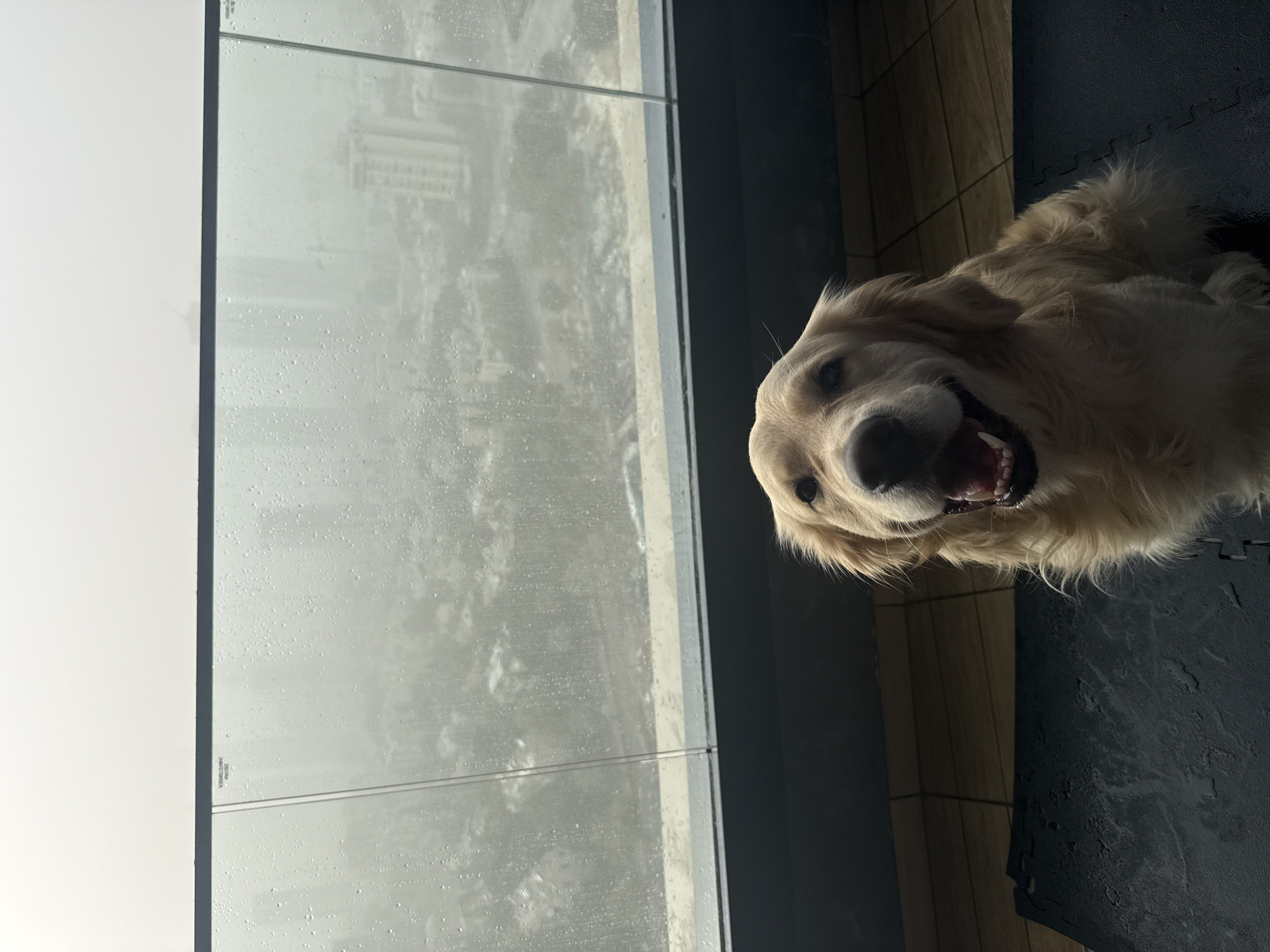Golden retriever photographed by rain-streaked window in Jordan