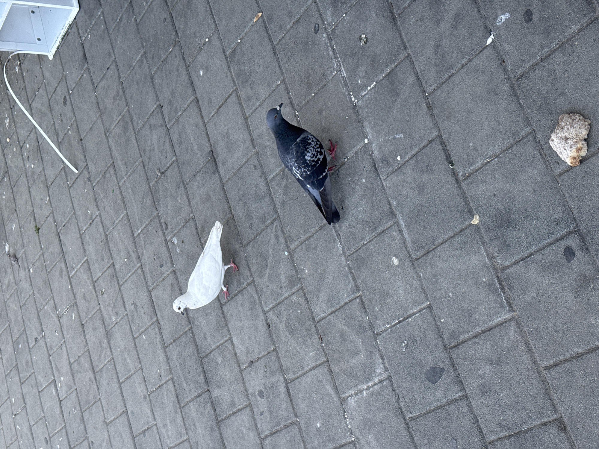 Pigeons spotted near bread on Tel-Aviv pavement