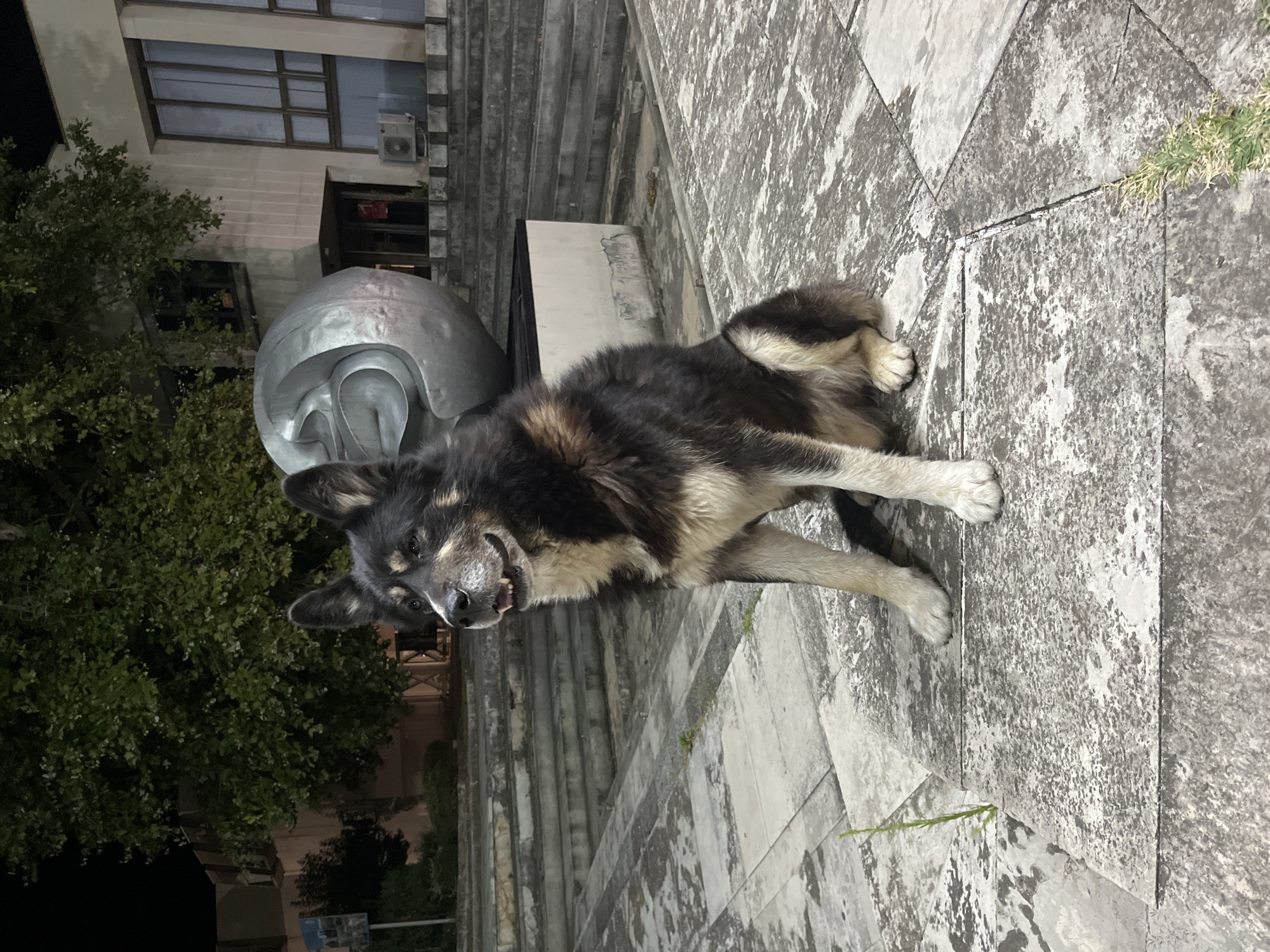 Relaxed street dog chilling on a plaza in Vratsa at night