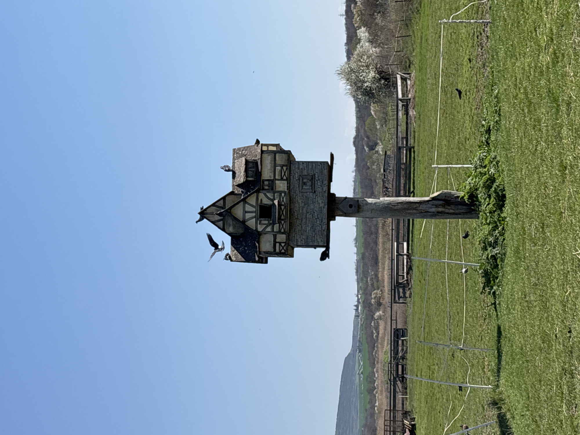 Rural scenes documented in Burgas: birdhouse, miniature horse