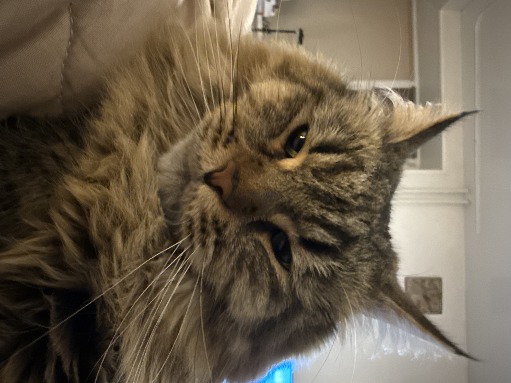 Maine Coon cat photographed resting in Izhevsk, Russia