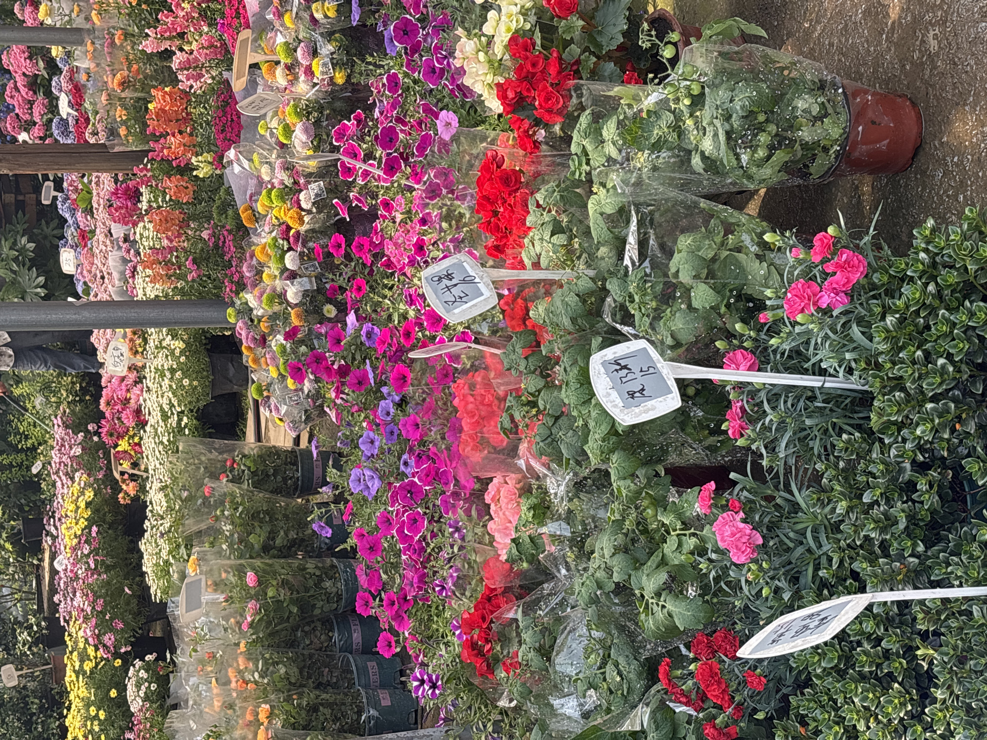 Morning flower market displays documented across Yongchuan, Shenglilu China