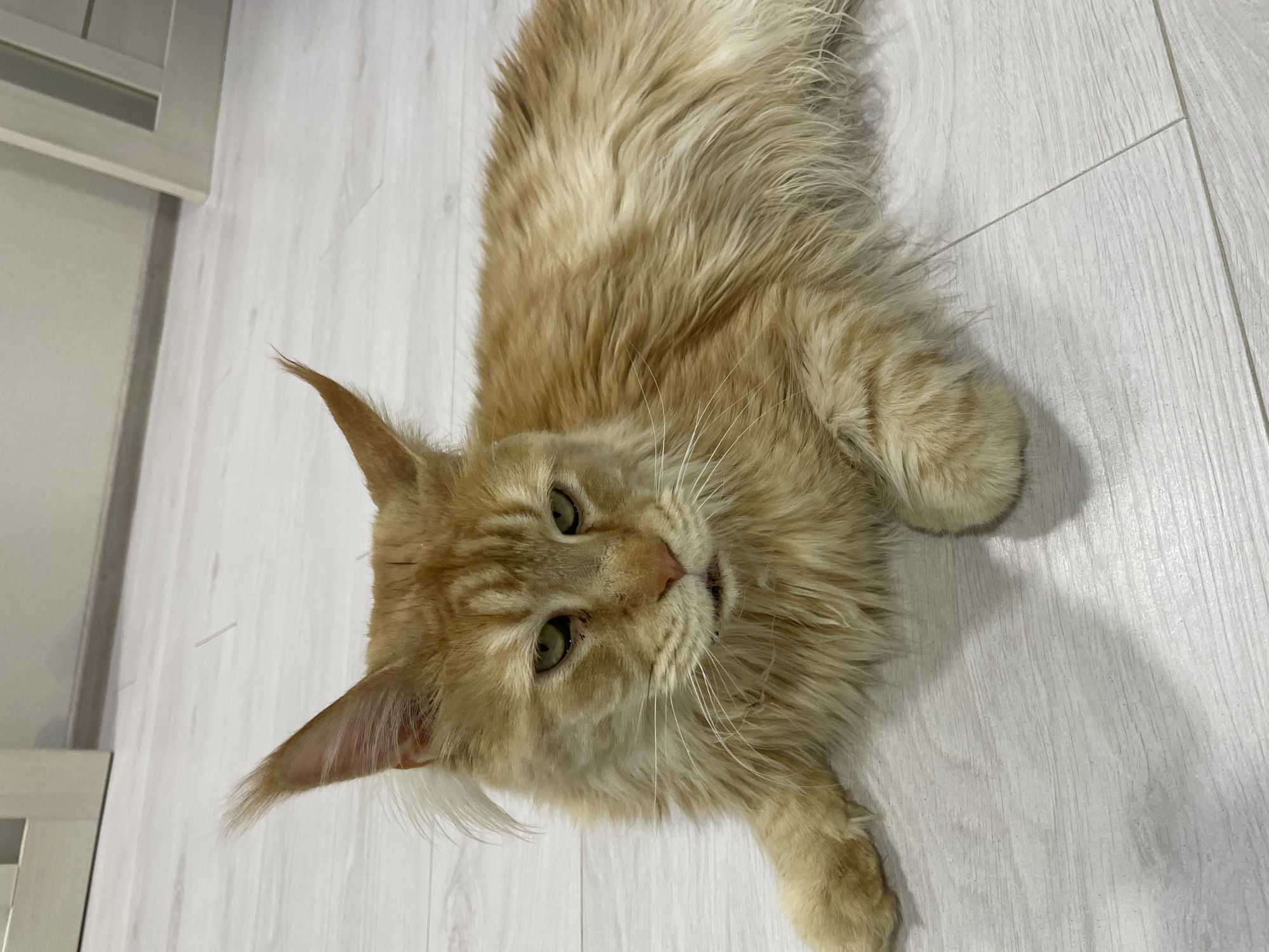 Maine Coon cat documented lounging around Ukrainian home Sunday afternoon