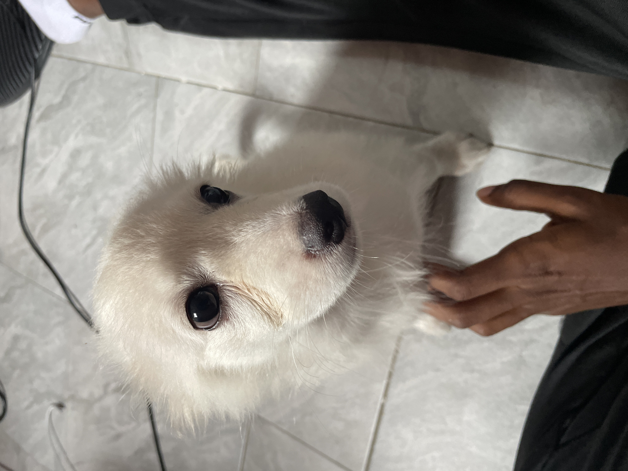 Fluffy white puppy at home in Iyafin, Nigeria