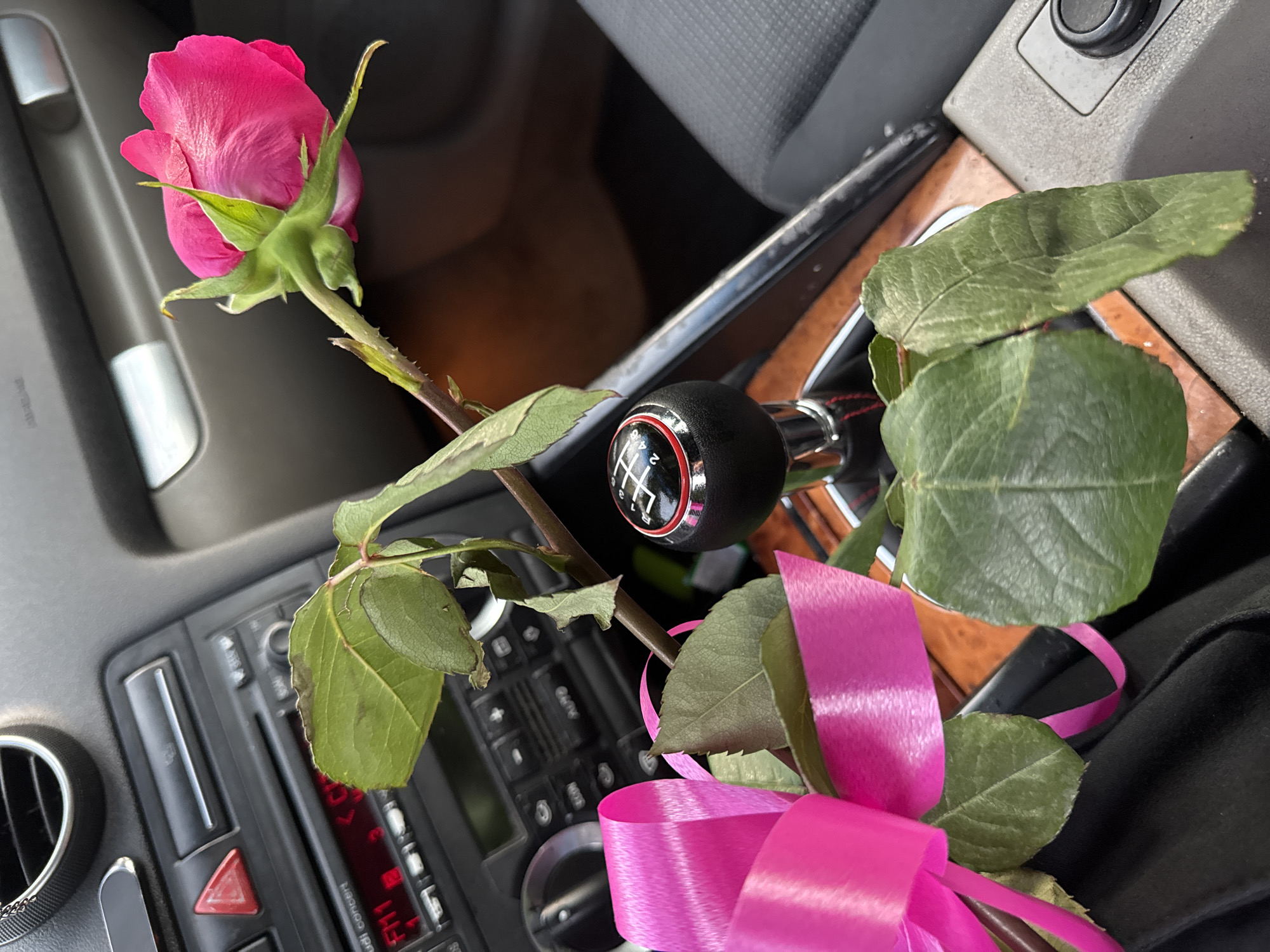 Pink rose placed in car console, Sofia