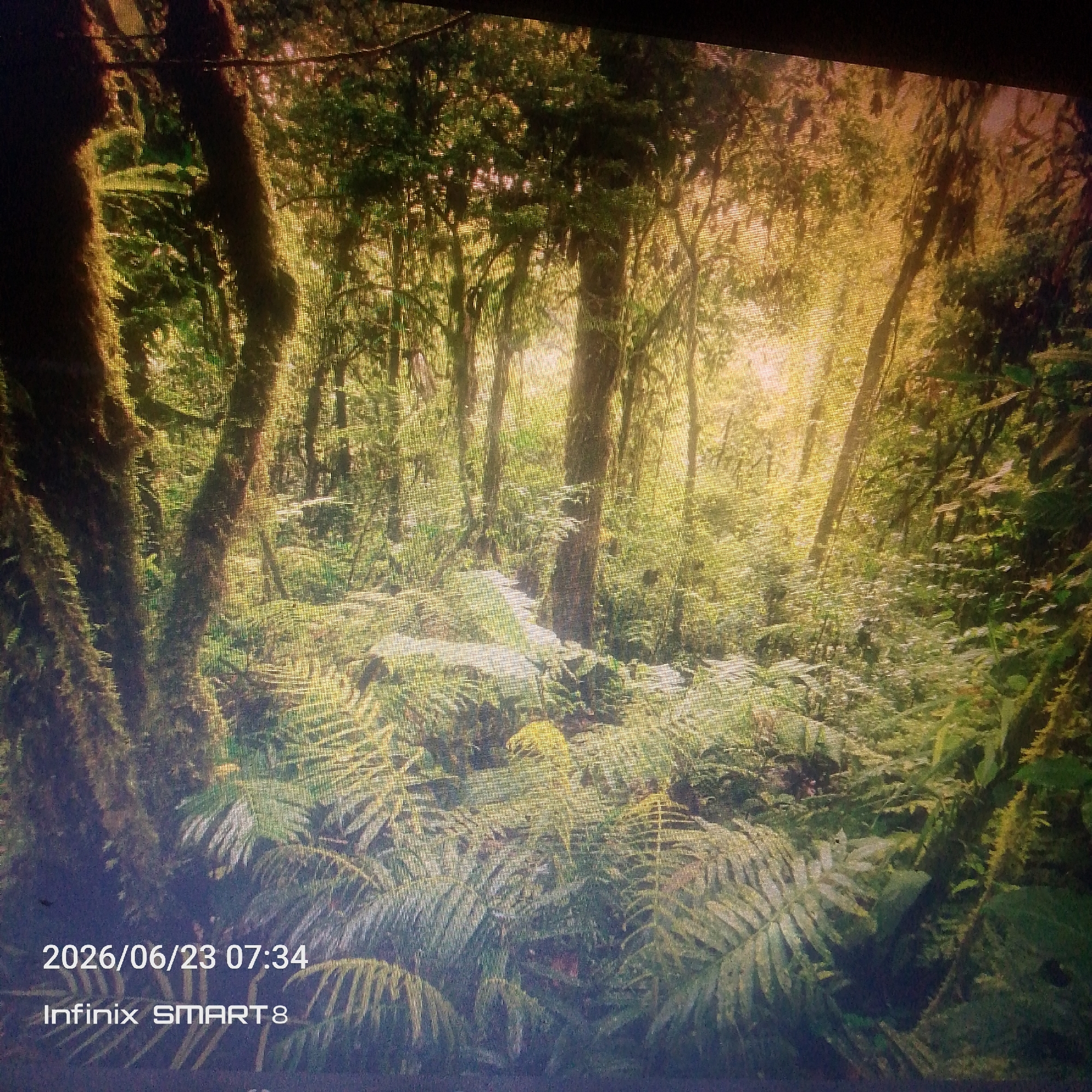 A scattered morning mix of farmland, forest, and screen activity