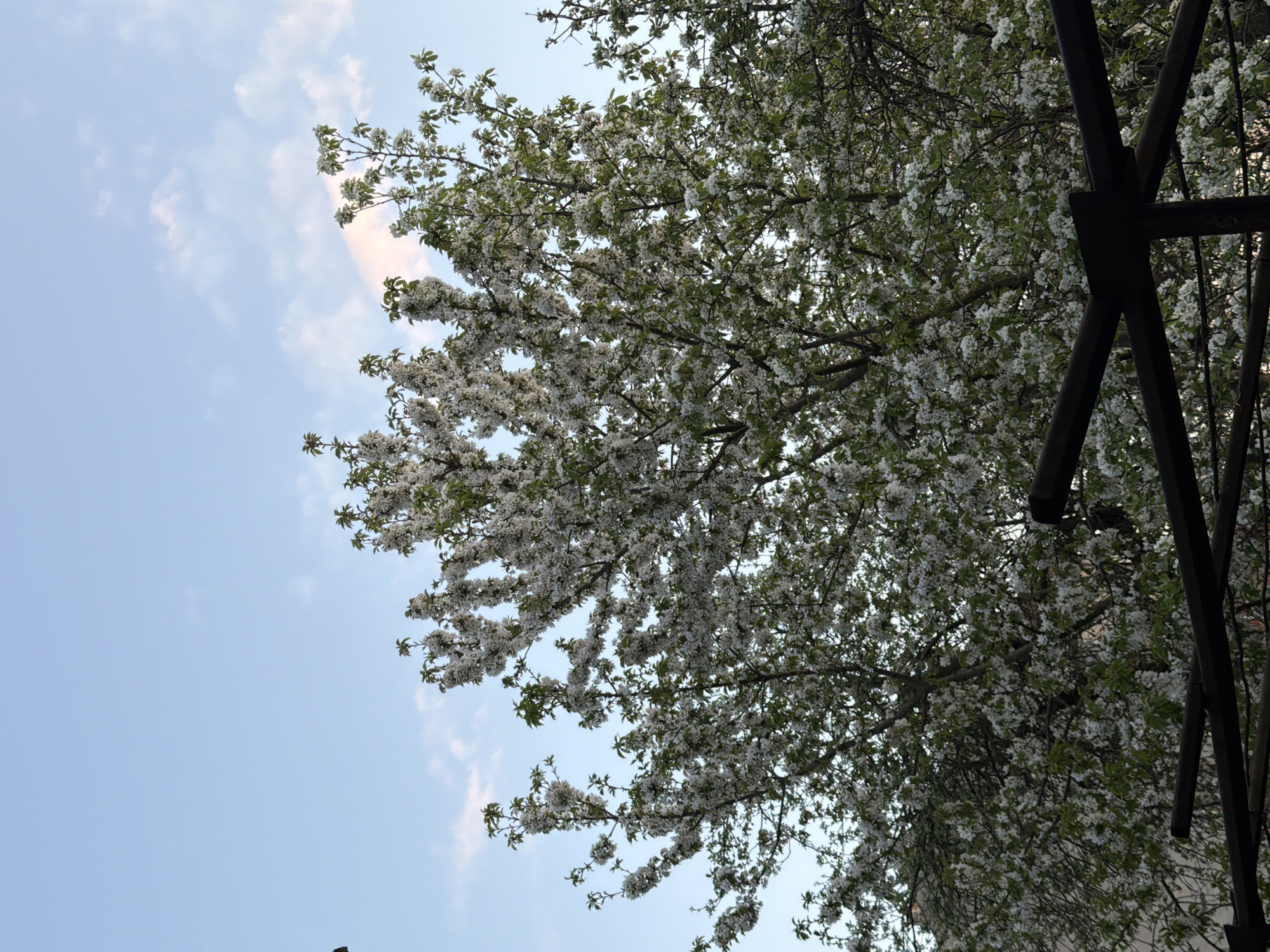 Spring blossoms photographed in Debelets, Bulgaria
