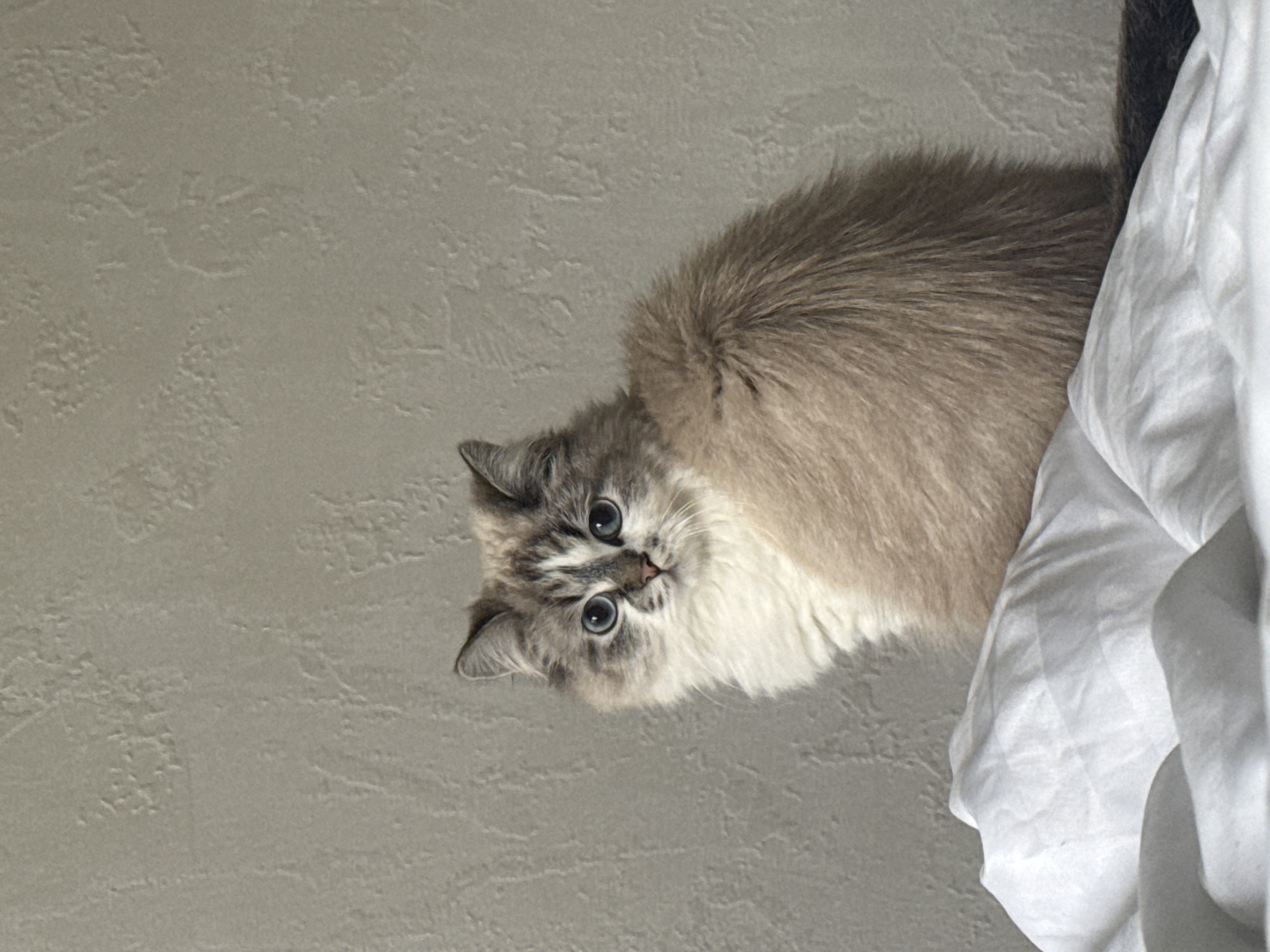 Cats spotted in Rostov-on-Don homes during early morning