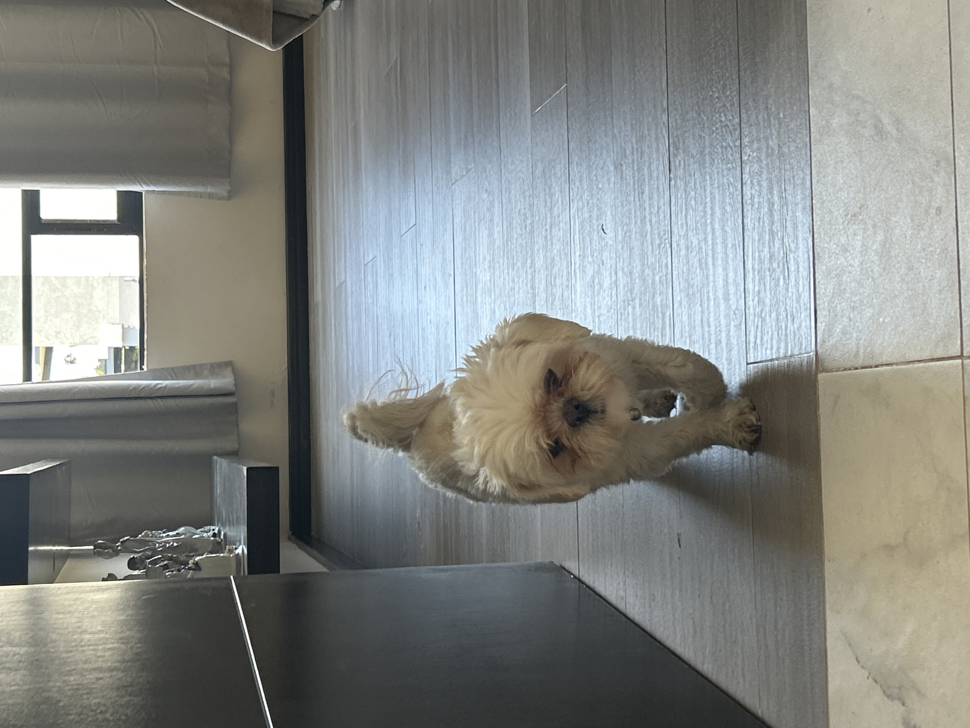 Shih Tzu dog spotted indoors in Santa Clara Ocoyucan