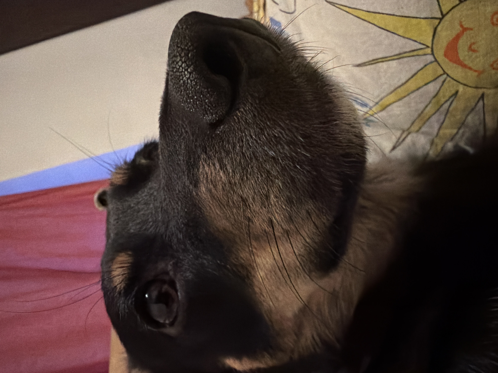 Close-up pet and human portraits documented in Sofia
