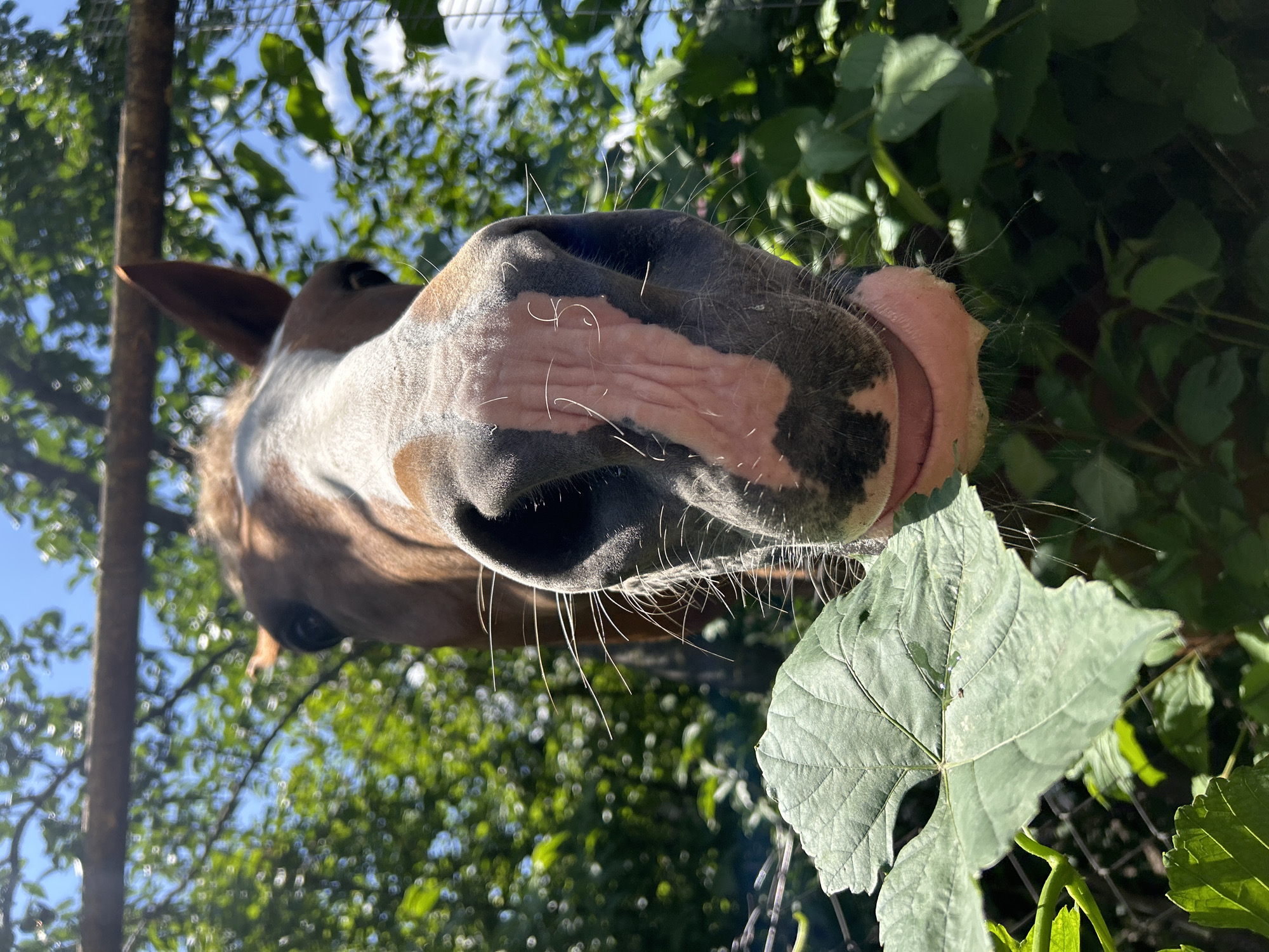 Horse snacks on watermelon in Yessentuki, Russia