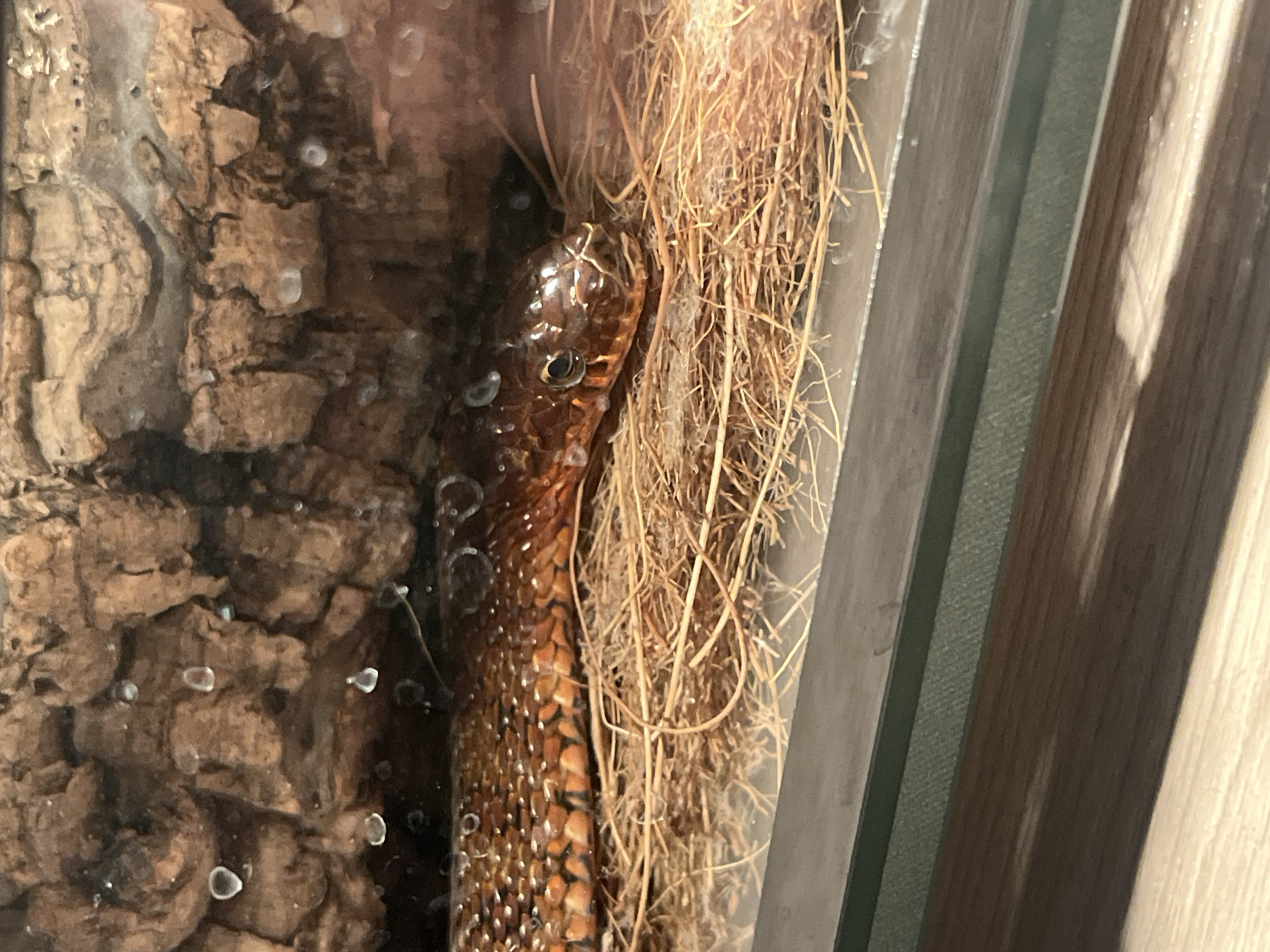 Corn Snake at rest in a glass terrarium in Khimki