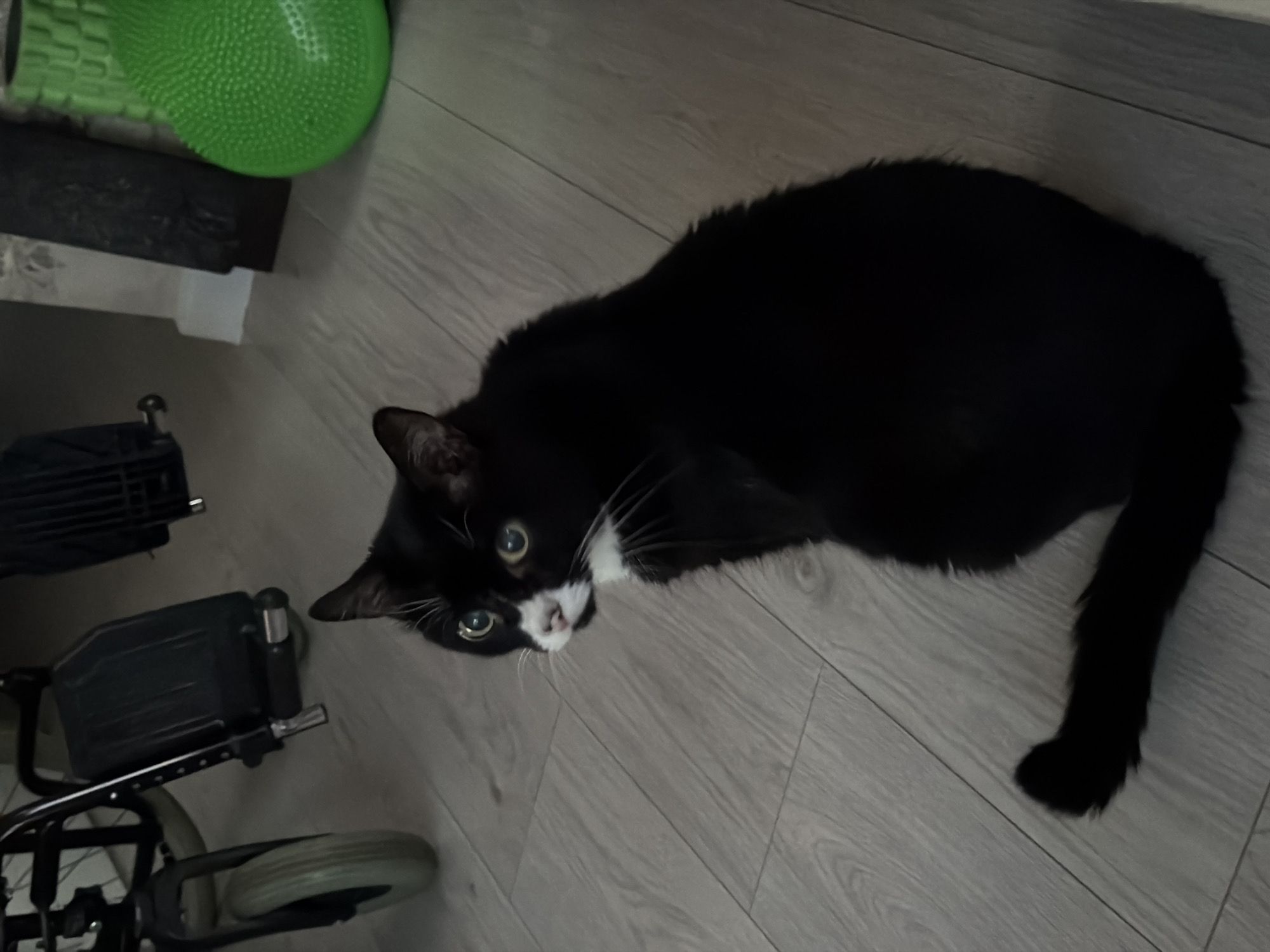 Cat indoors and Izhevsk at dusk, same August evening