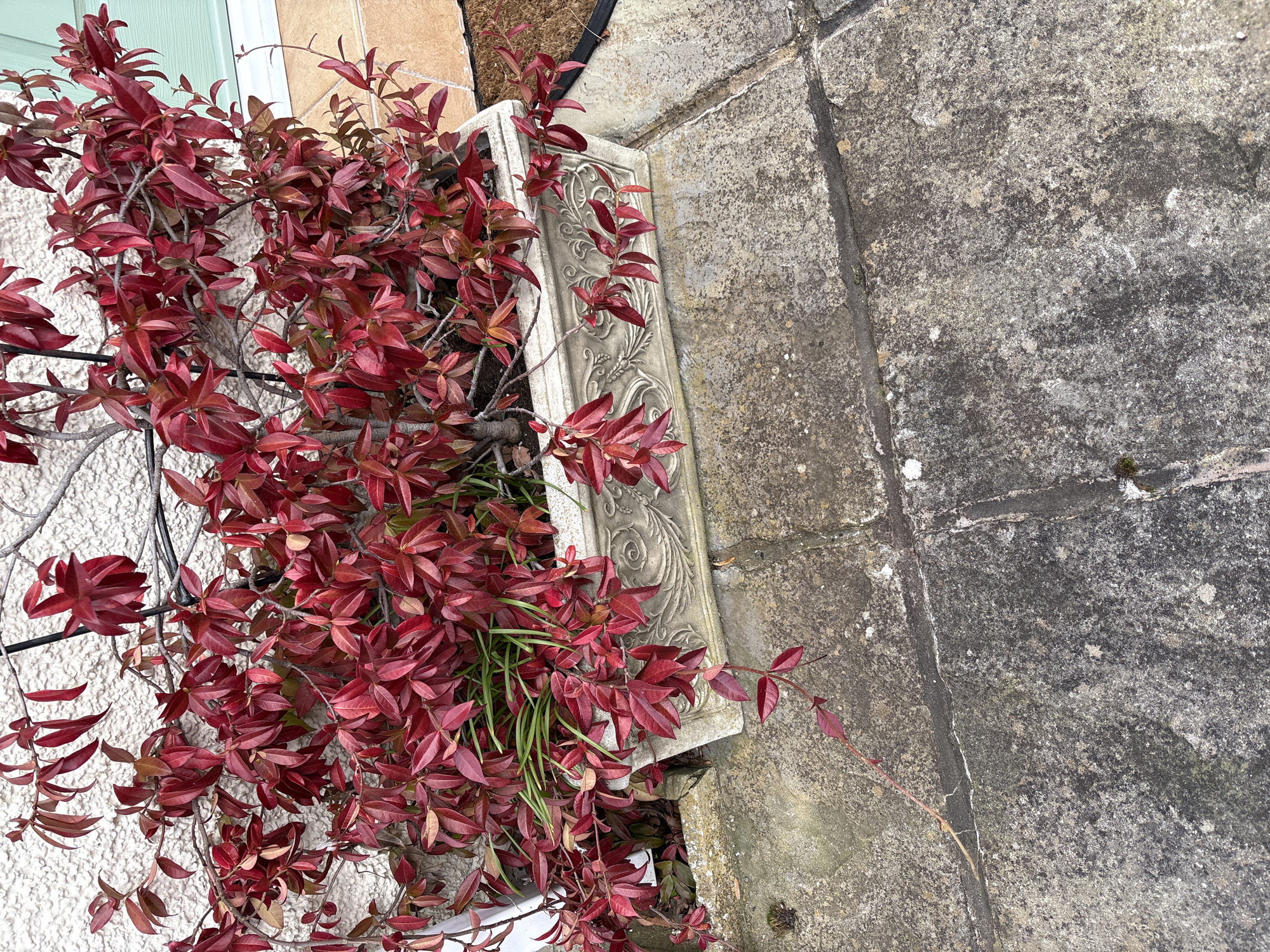 Spring garden displays documented across Shropshire villages