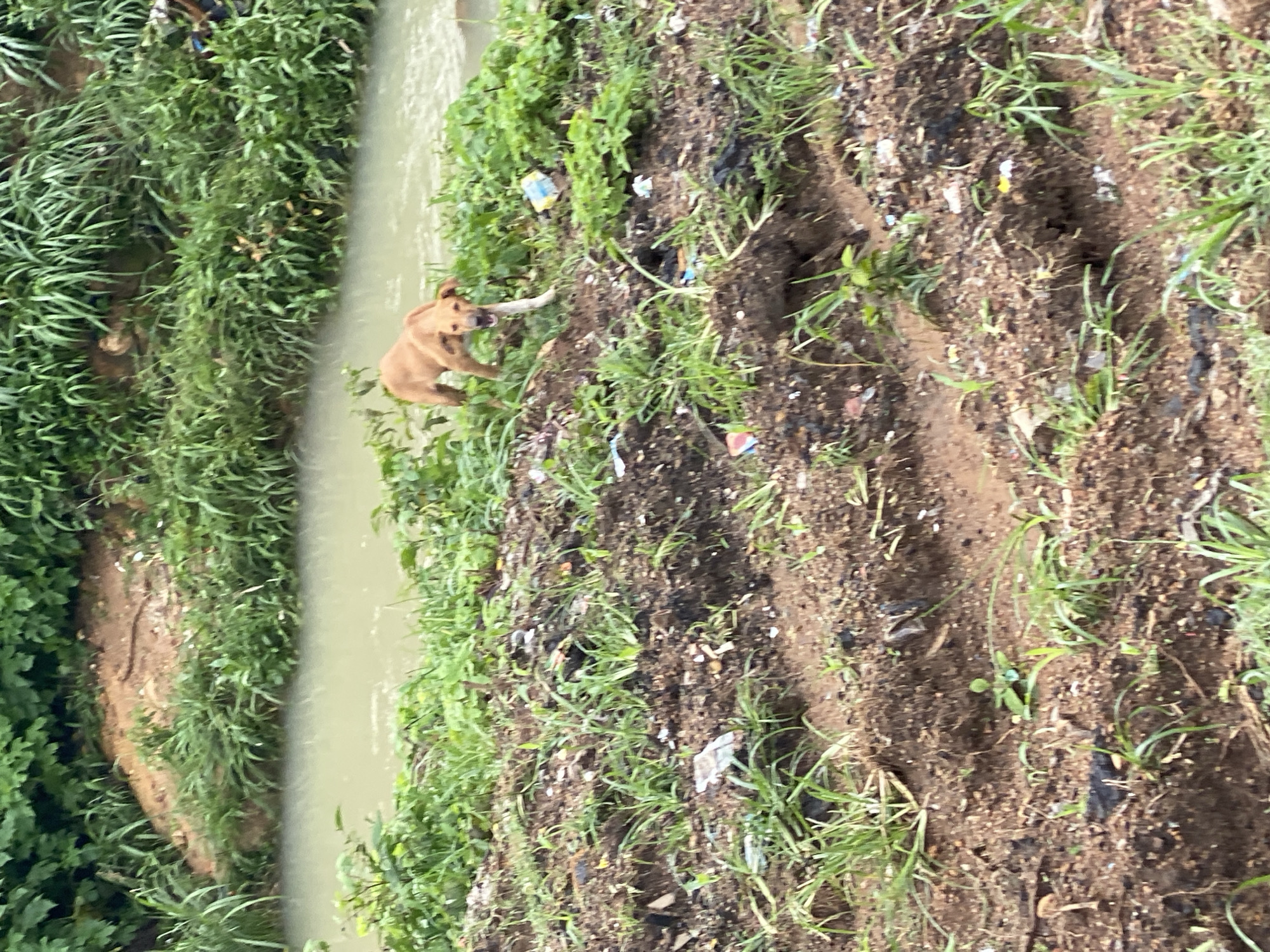 Litter, stray animals, and a polluted stream in Jos, Nigeria