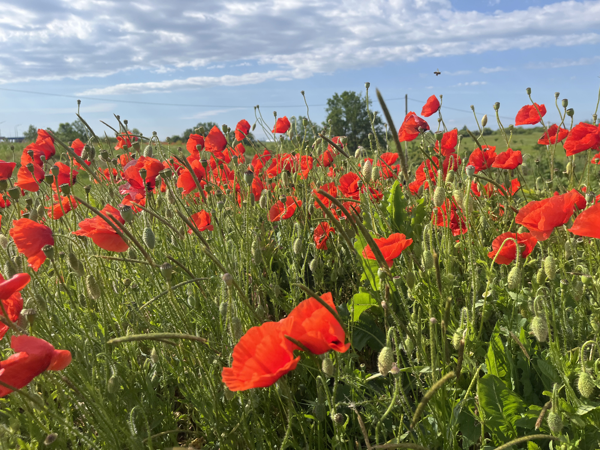 Spring wildflower fields bloom in Chetuk, Russia