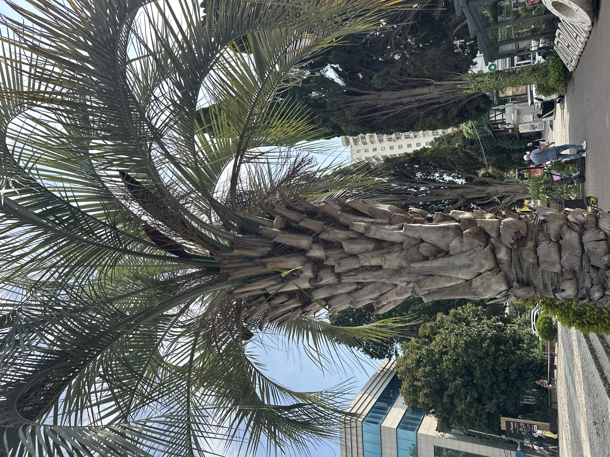 Sochi's subtropical streets: flora, fountains, and Olympic mascots