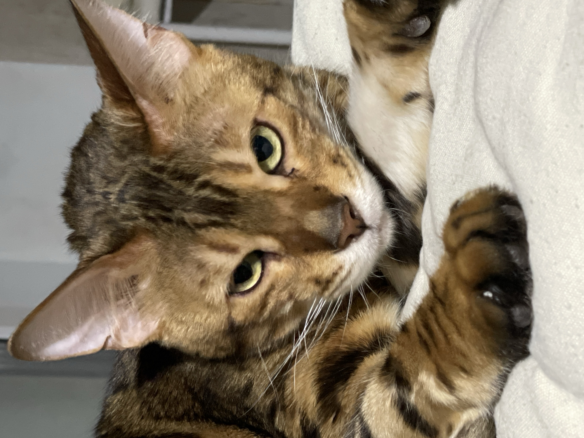 Portraits captured in Izhevsk: woman, child, Bengal cat photographed