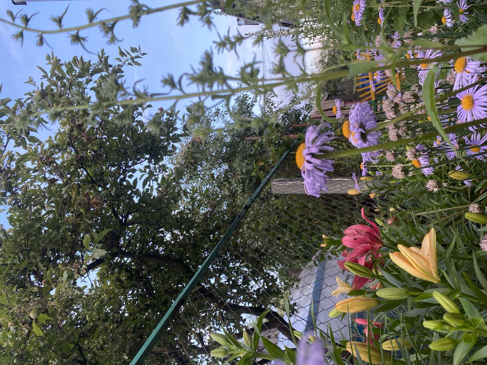 Summer solstice evening on a Brest homestead, garden to nightfall