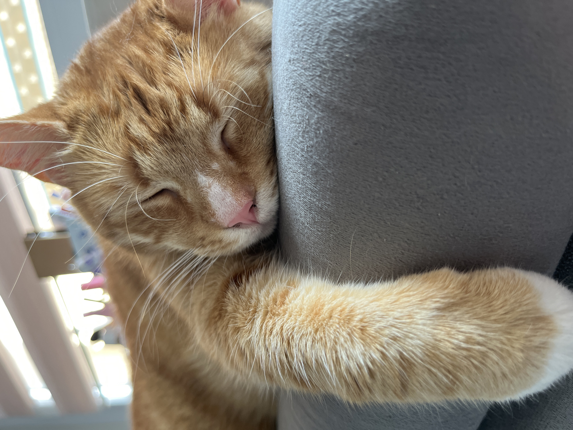 Orange tabby cat naps hard on a gray sofa in Zabrze