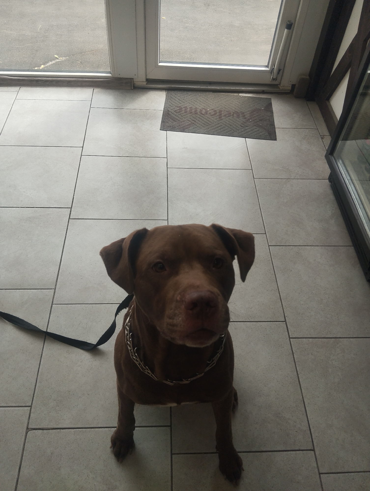 Brown pit bull chills on a tiled floor, leash in tow
