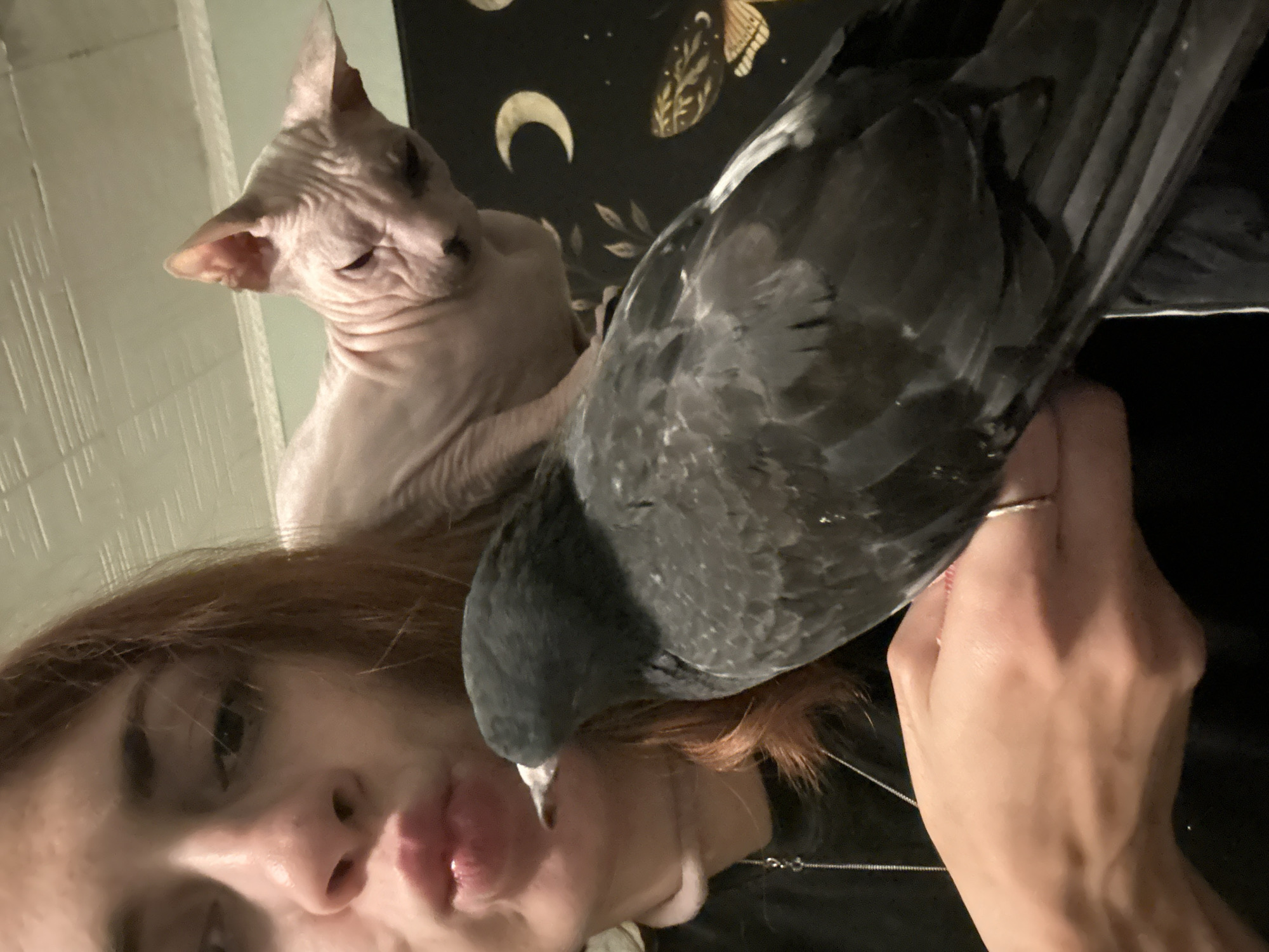Sphynx cat and pigeon share the spotlight in Togliatti home