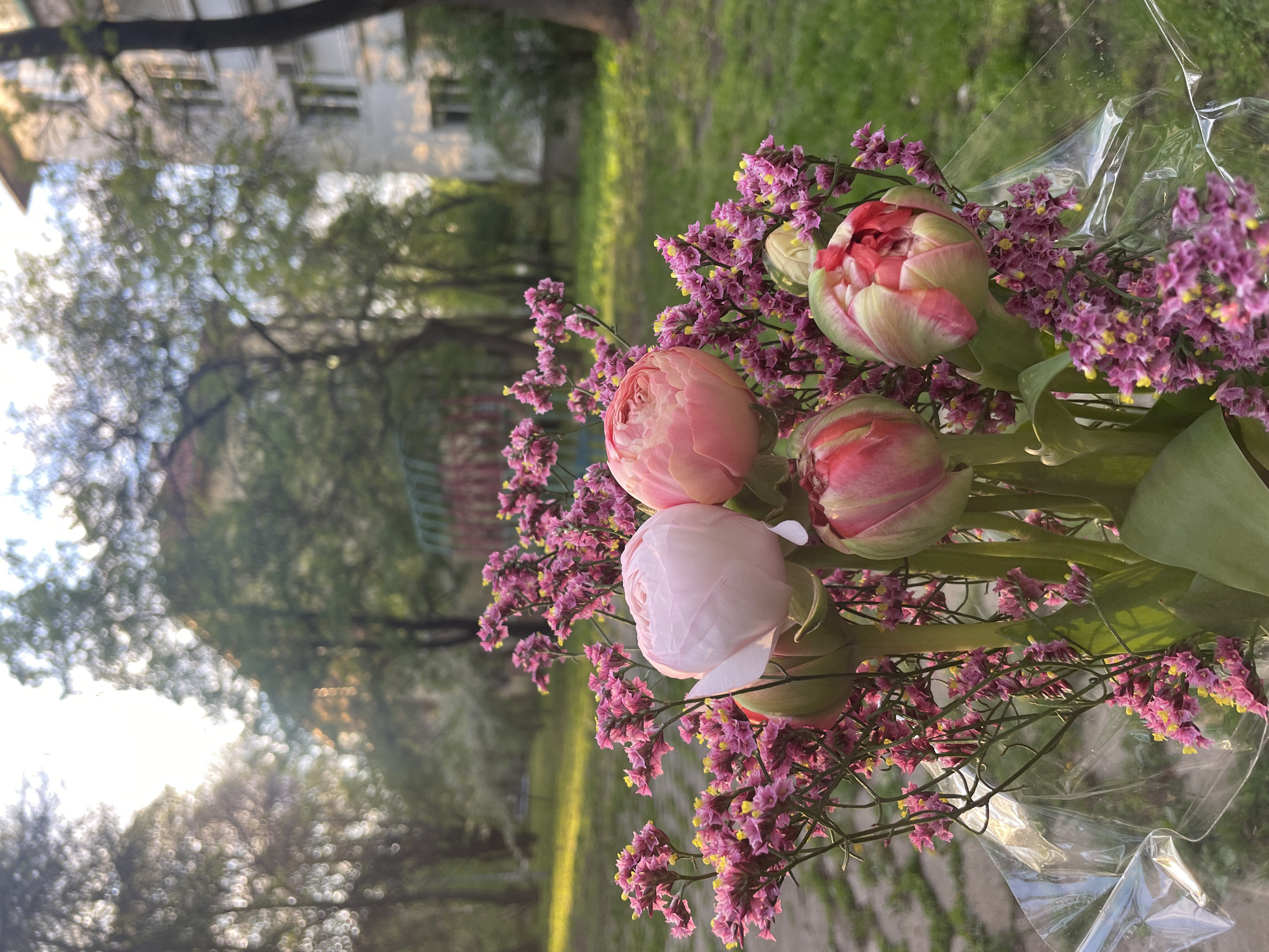 Vibrant tulip bouquet photographed in Sofia, Bulgaria