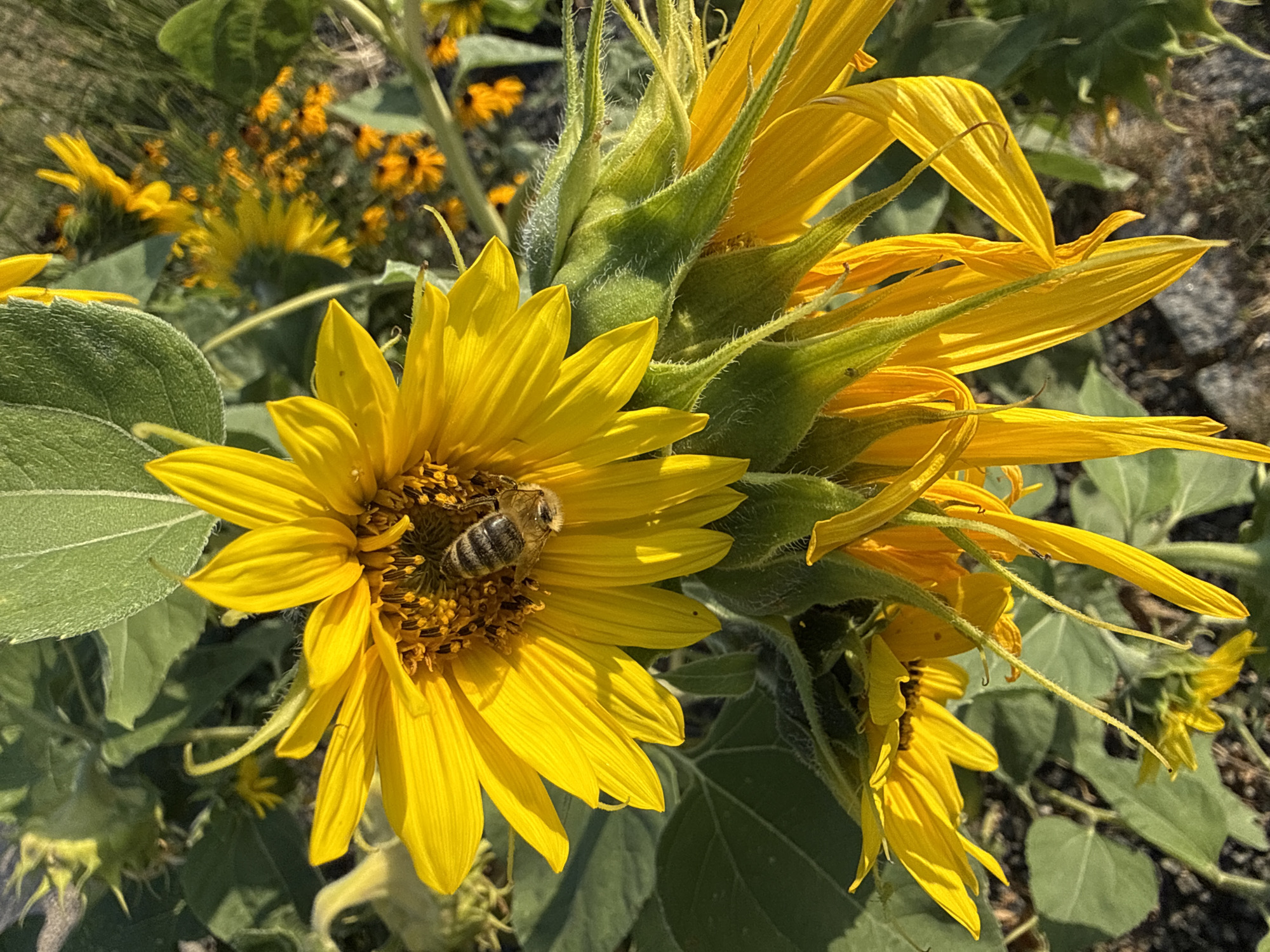 Bees foraging on a sunflower in bloom, Prague