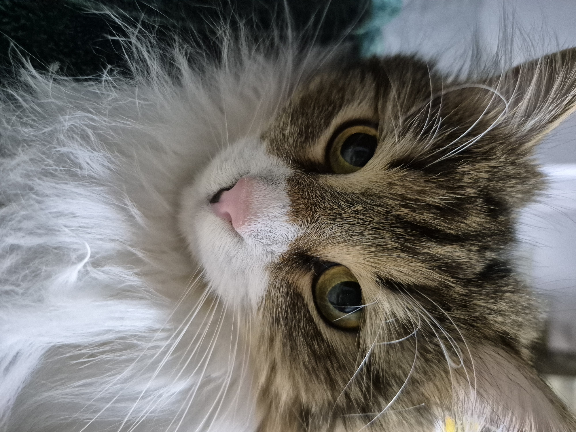 Brown and white cat photographed in close-up portrait
