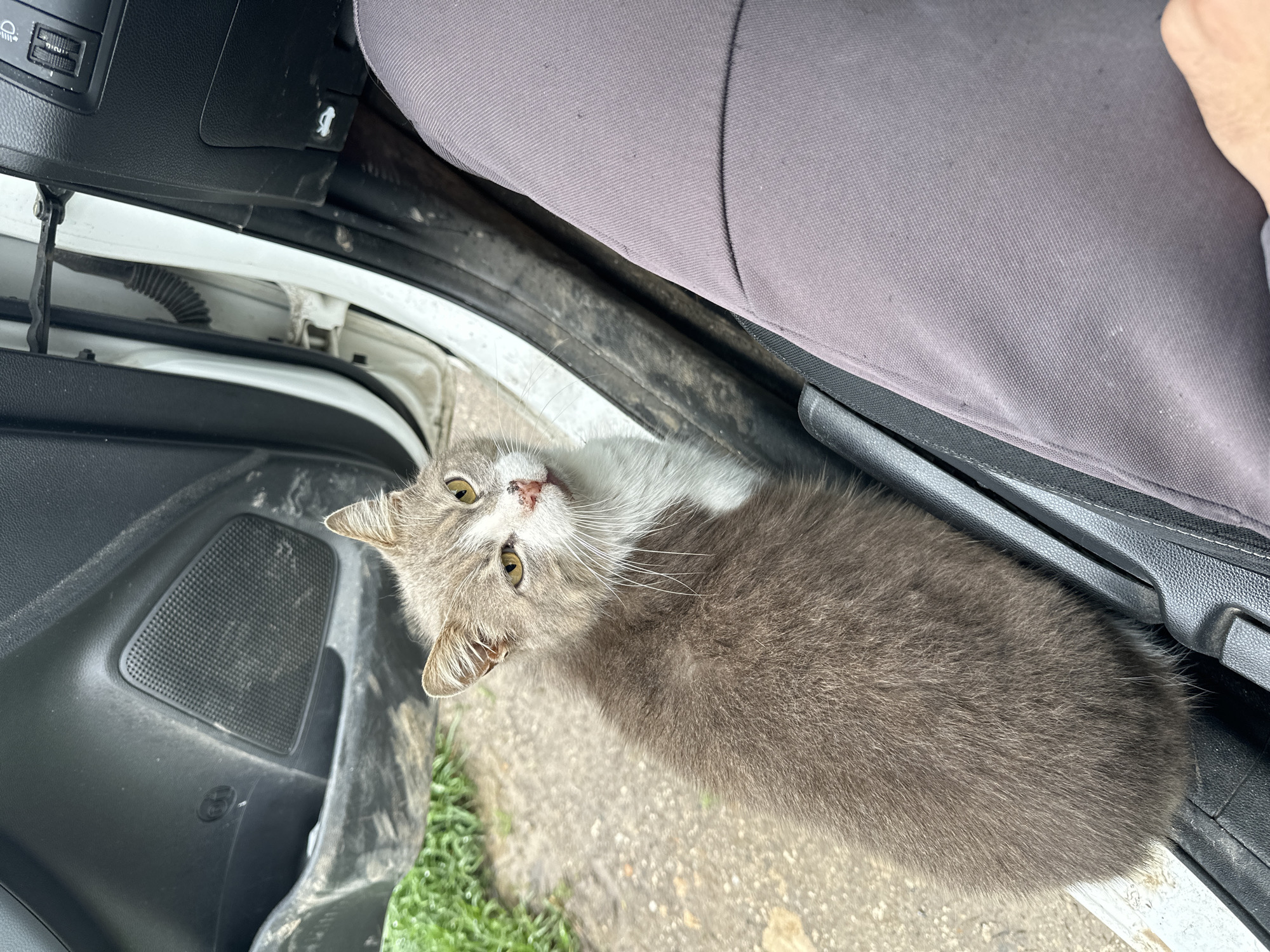 Cat spotted inside parked car in Bulgarian town