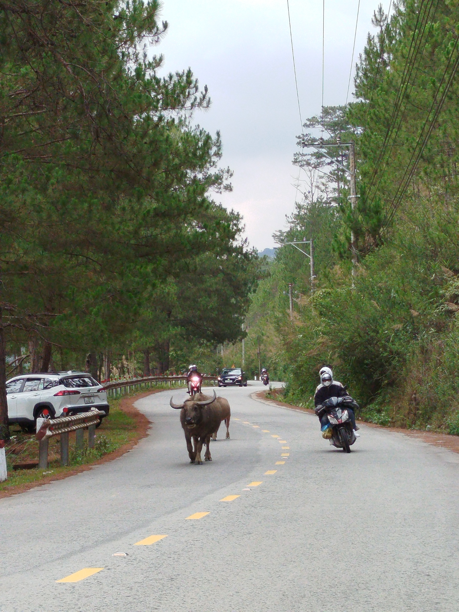 Water buffalo block mountain road in Da Lat, Vietnam