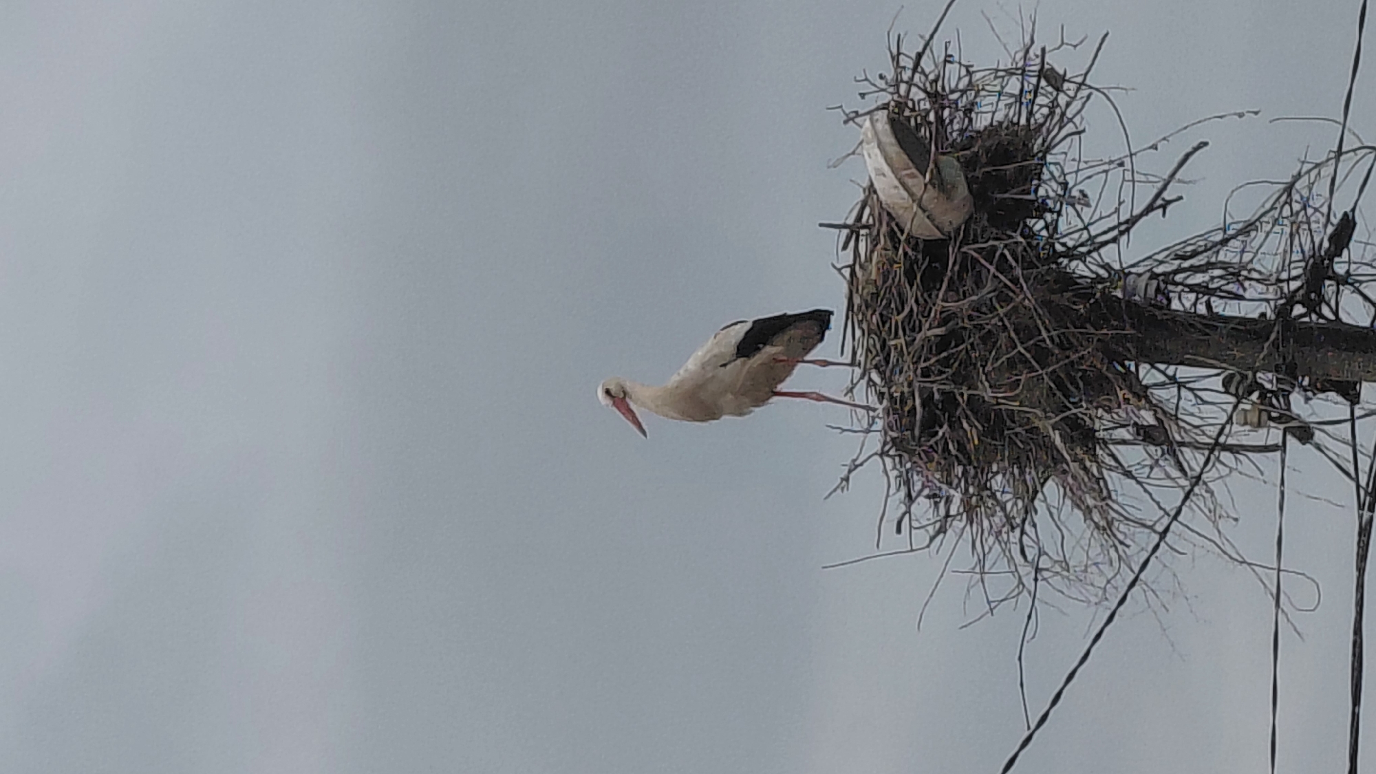 White stork observed tending nest atop utility pole