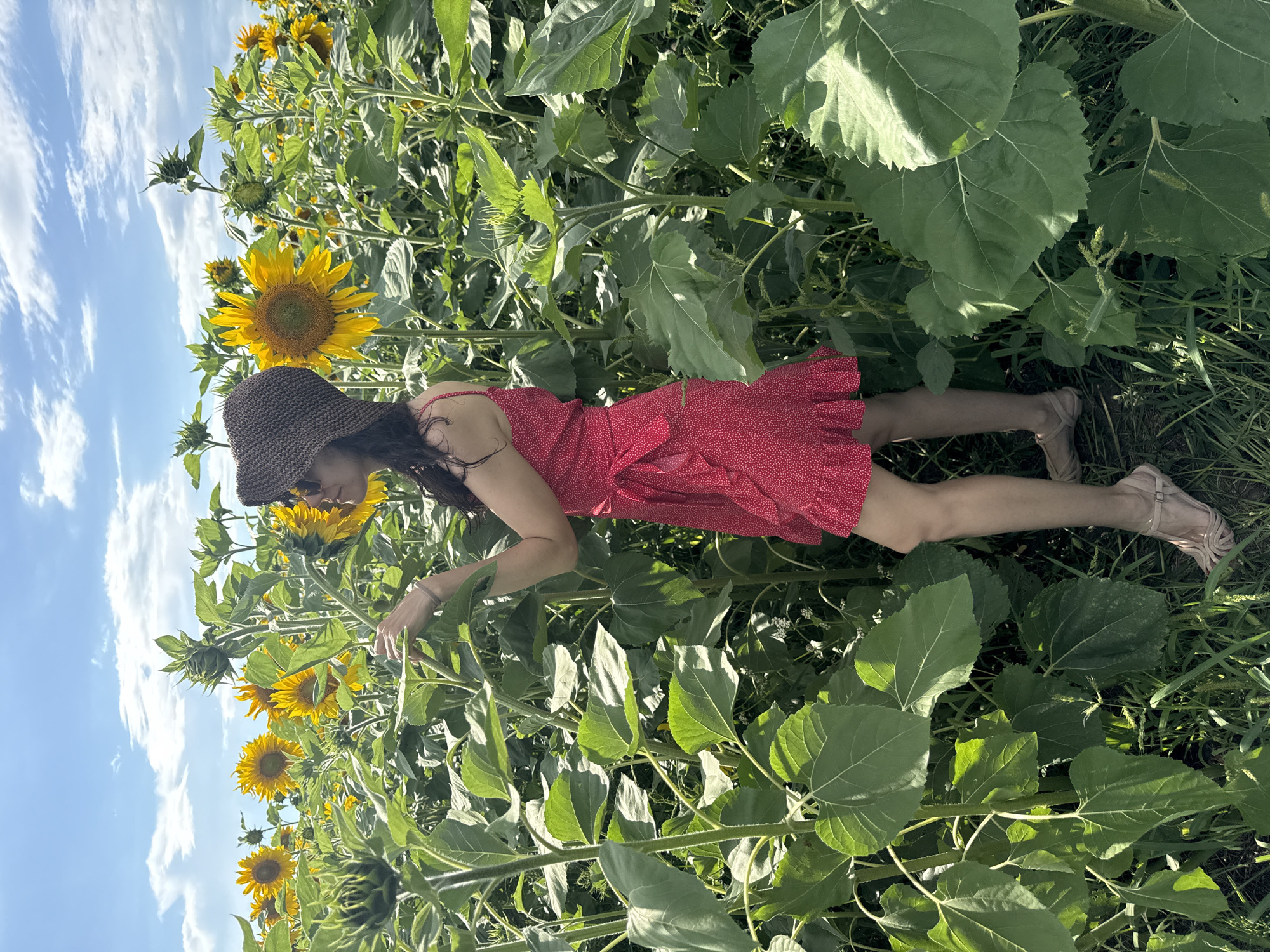 Sunflower field in rural Russia, midsummer afternoon