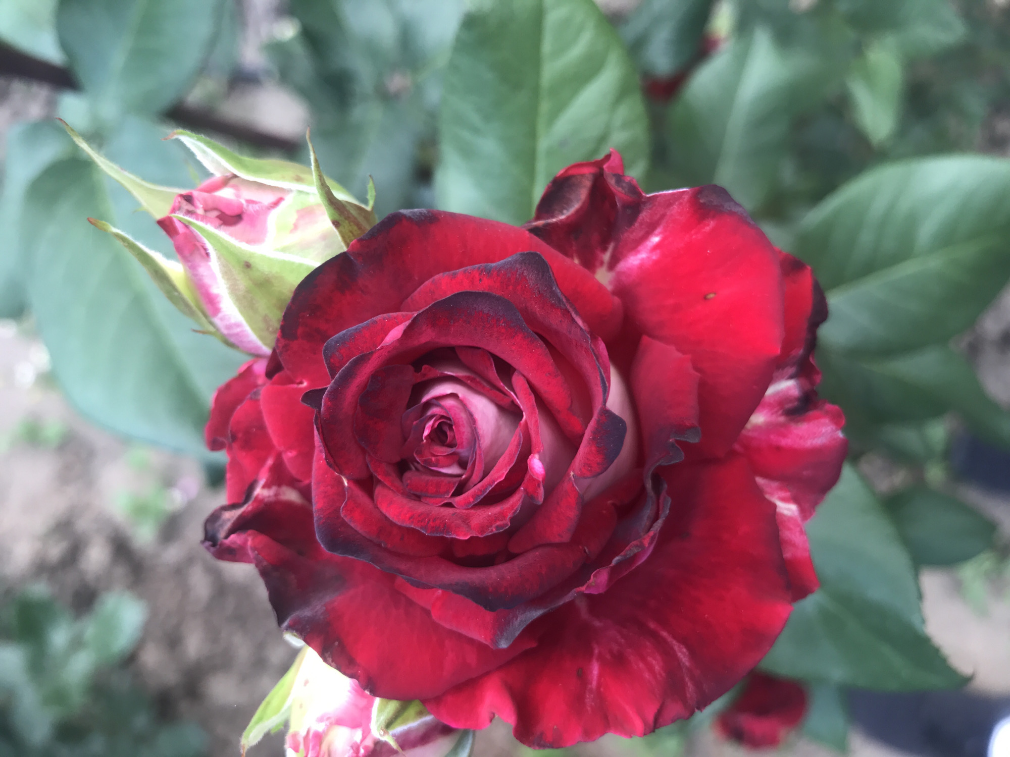 Colorful roses photographed in bloom across Kherson, Ukraine