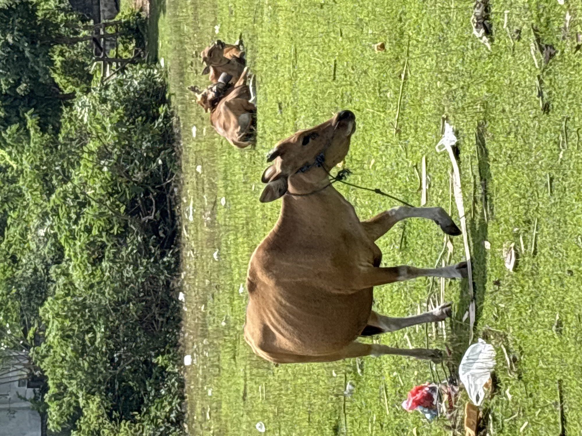 Cows graze in trash-scattered field in Kuta Selatan
