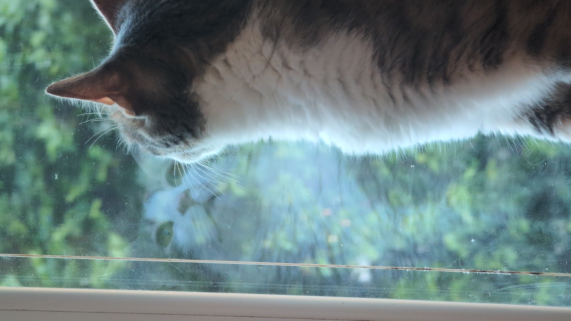 Cat watches from windowsill in Burgas, Bulgaria
