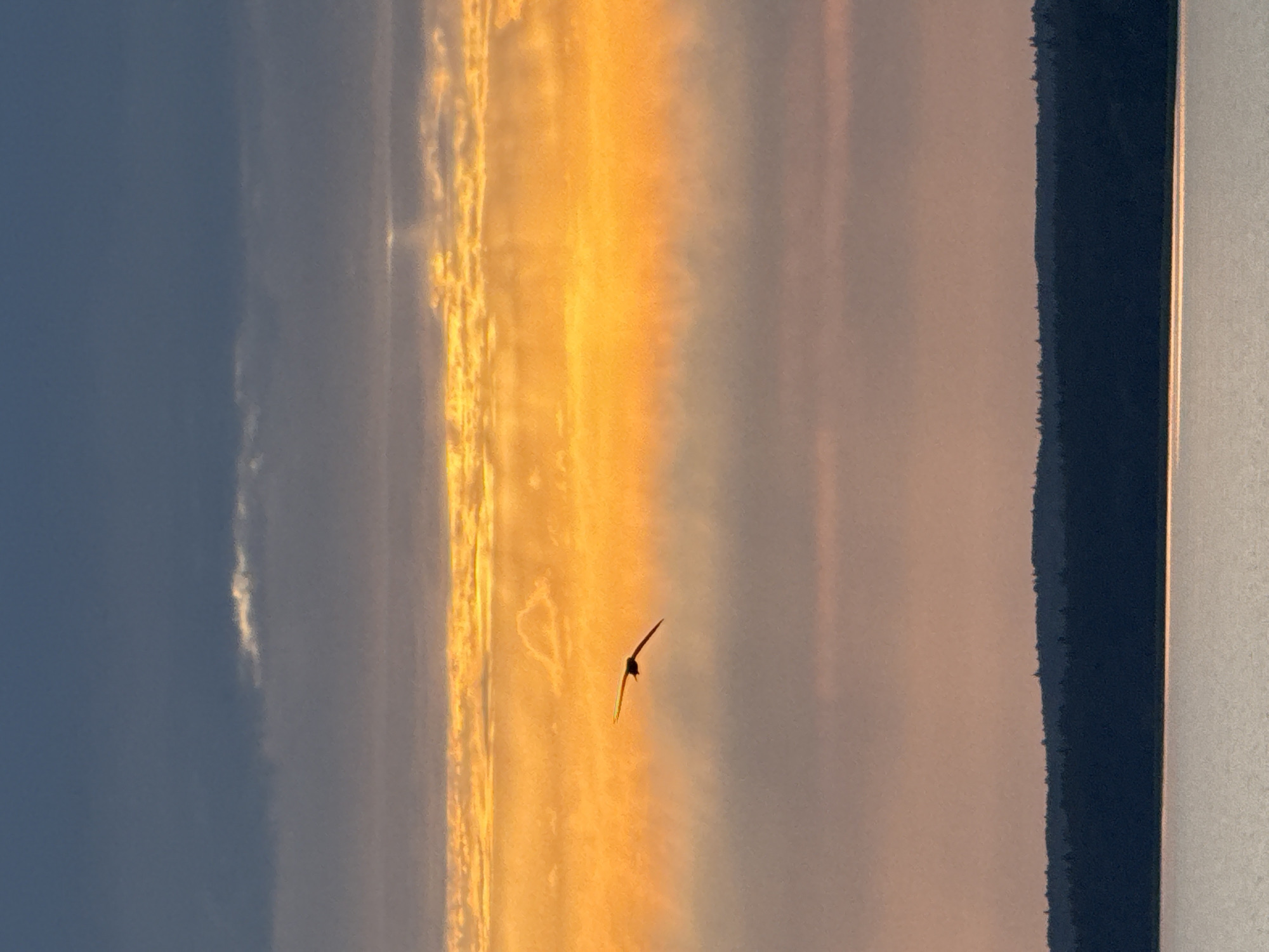 Bird in flight over a Votkinsk sunset, July evening