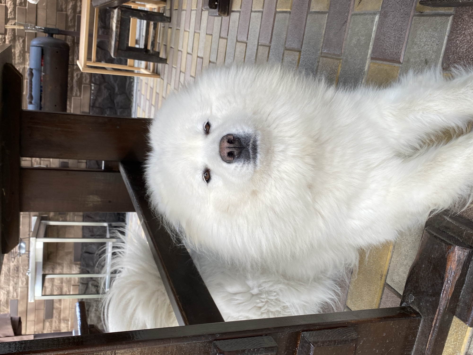 Samoyed dogs hanging out on a sunny patio morning