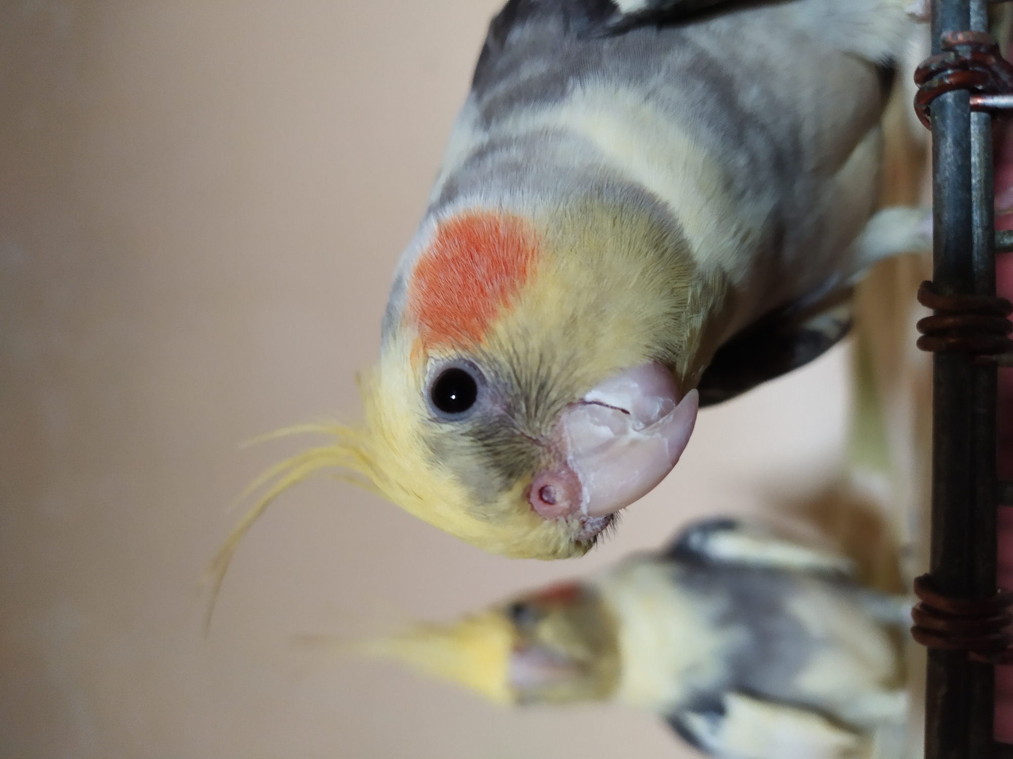 Cockatiels and a budgie at home in Bilajari, Azerbaijan