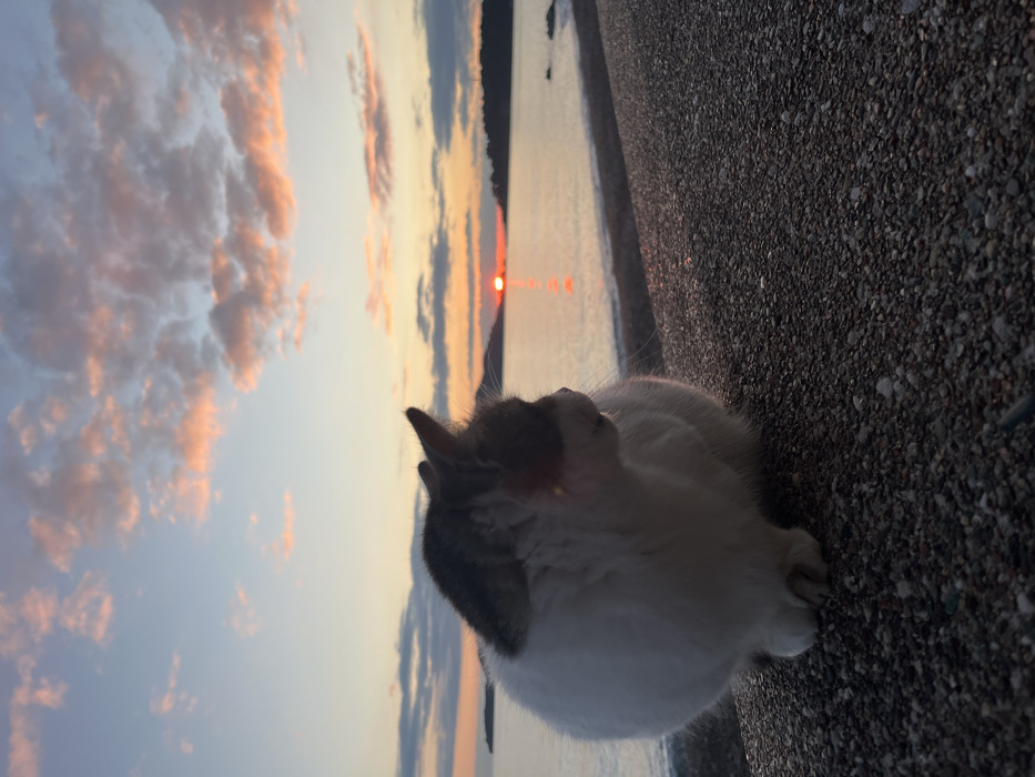 Sunset witnessed along Montenegro's Adriatic coast with observing cats