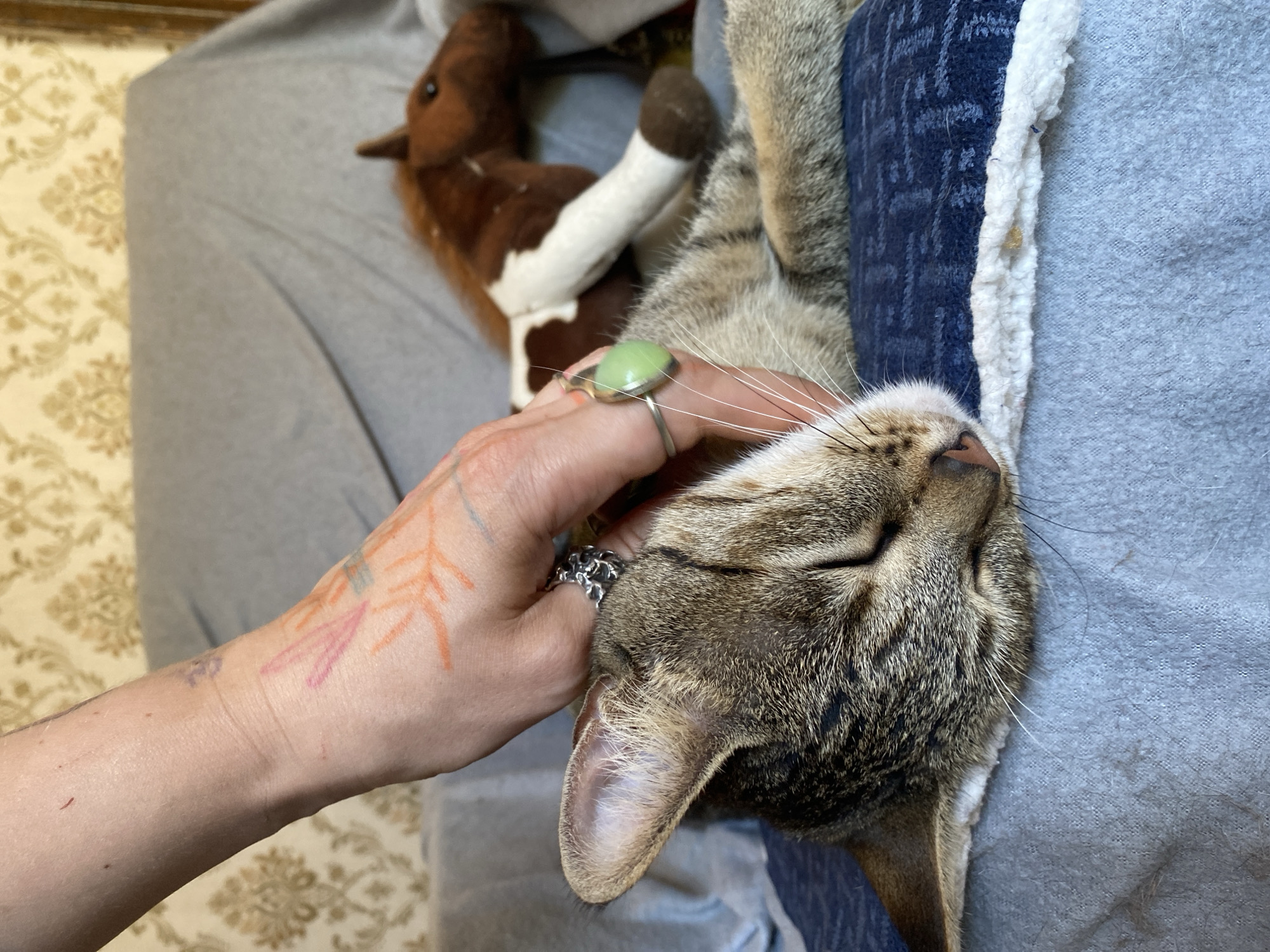 Lazy morning at home in Tbilisi with cats and cozy vibes