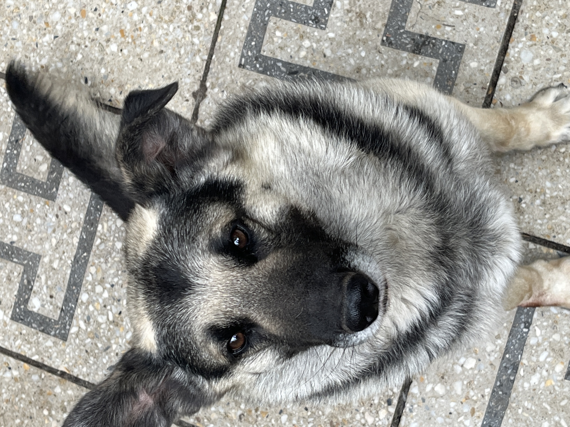 German Shepherds on patio in Lviv with church and garden scenes