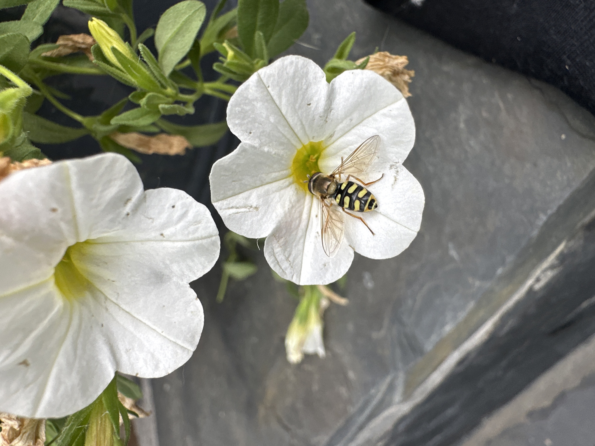 Hoverfly and metallic beetle visit white petunias in Russian garden