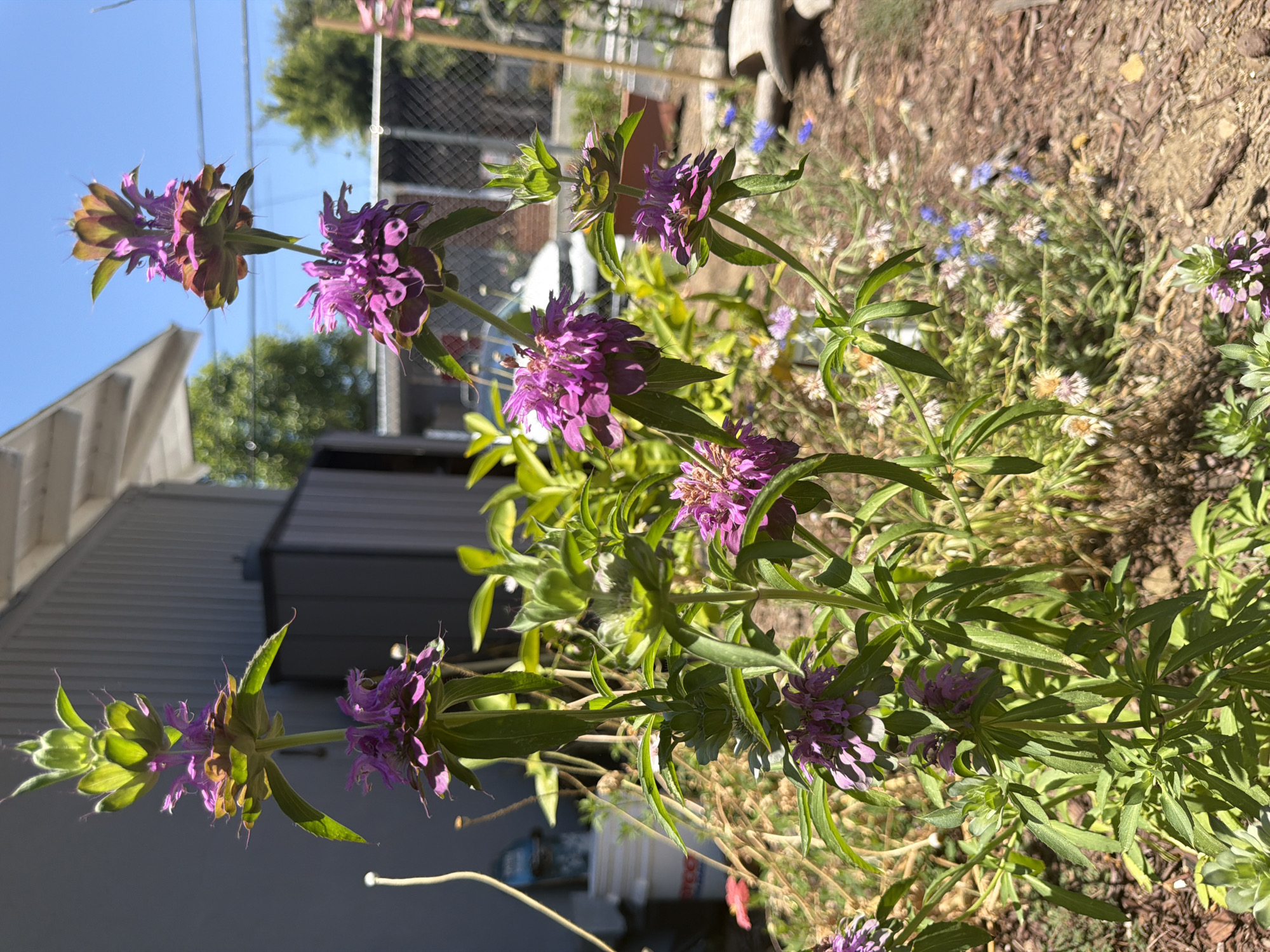 Purple Monarda and blue cornflowers blooming in an LA garden
