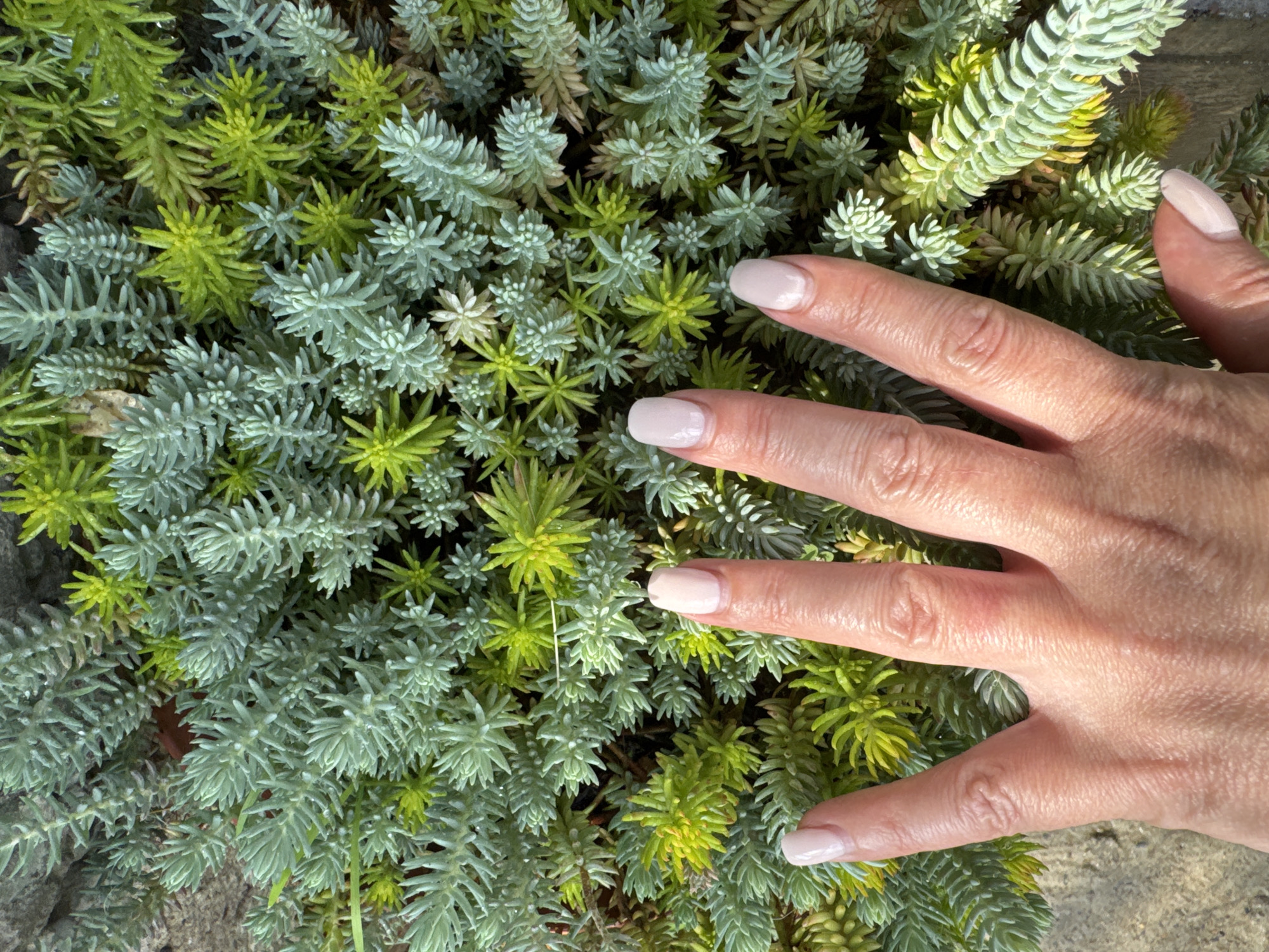 Sochi garden walk with succulents, houseplants, and a brindle puppy