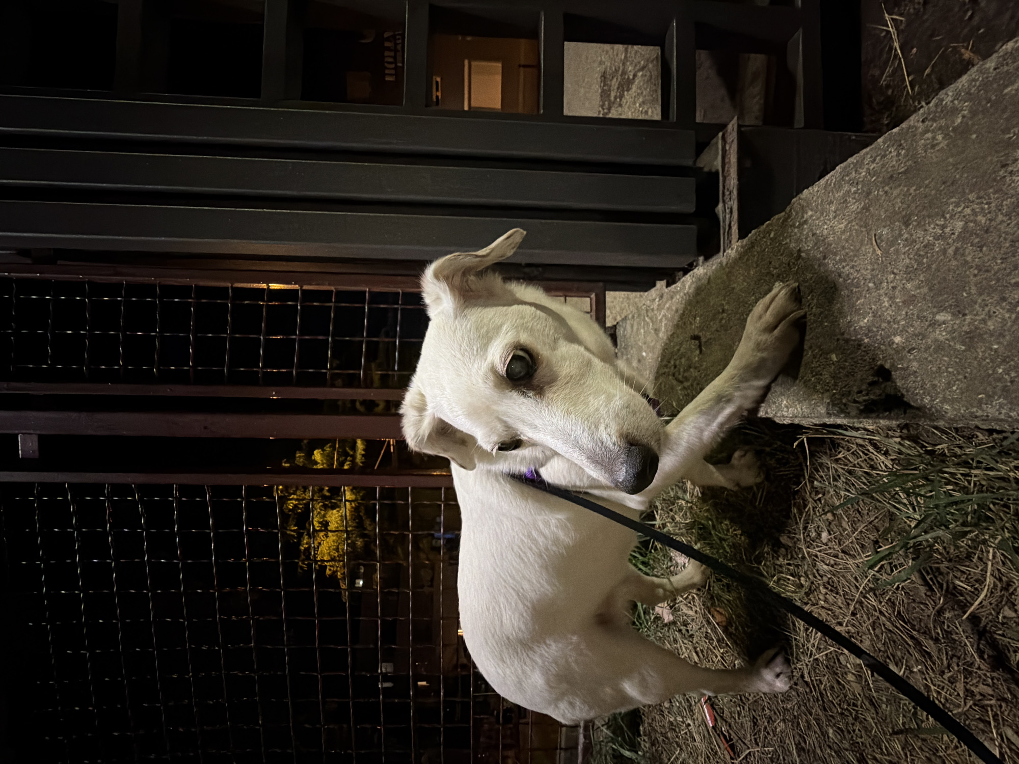 White dog photographed at night in Belgrade suburb