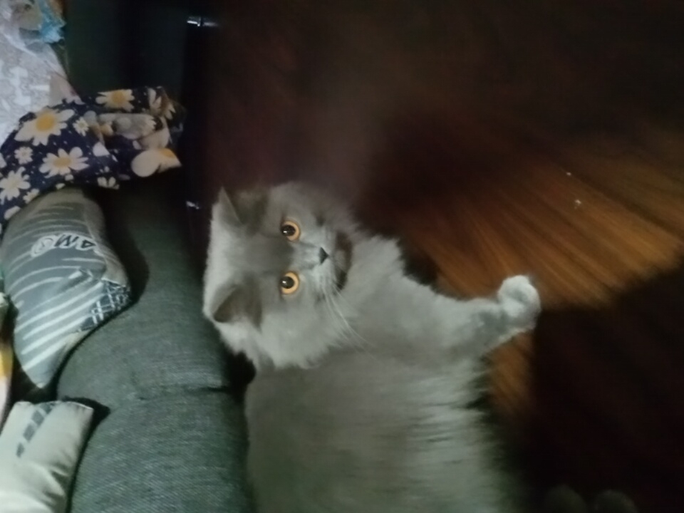 Grey cat at home in Angren, with decorative odds and ends nearby
