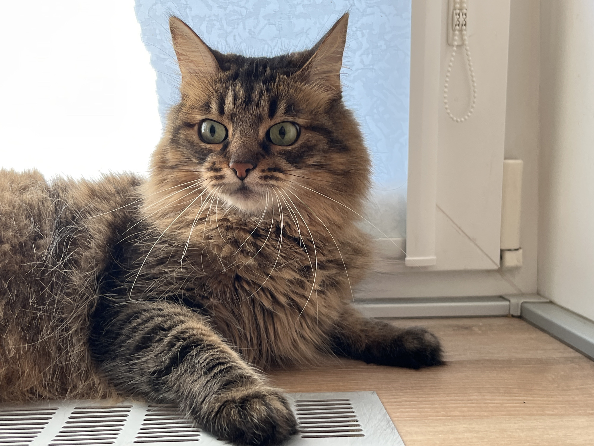 Green-eyed tabby cat lounging by a window in Babruysk