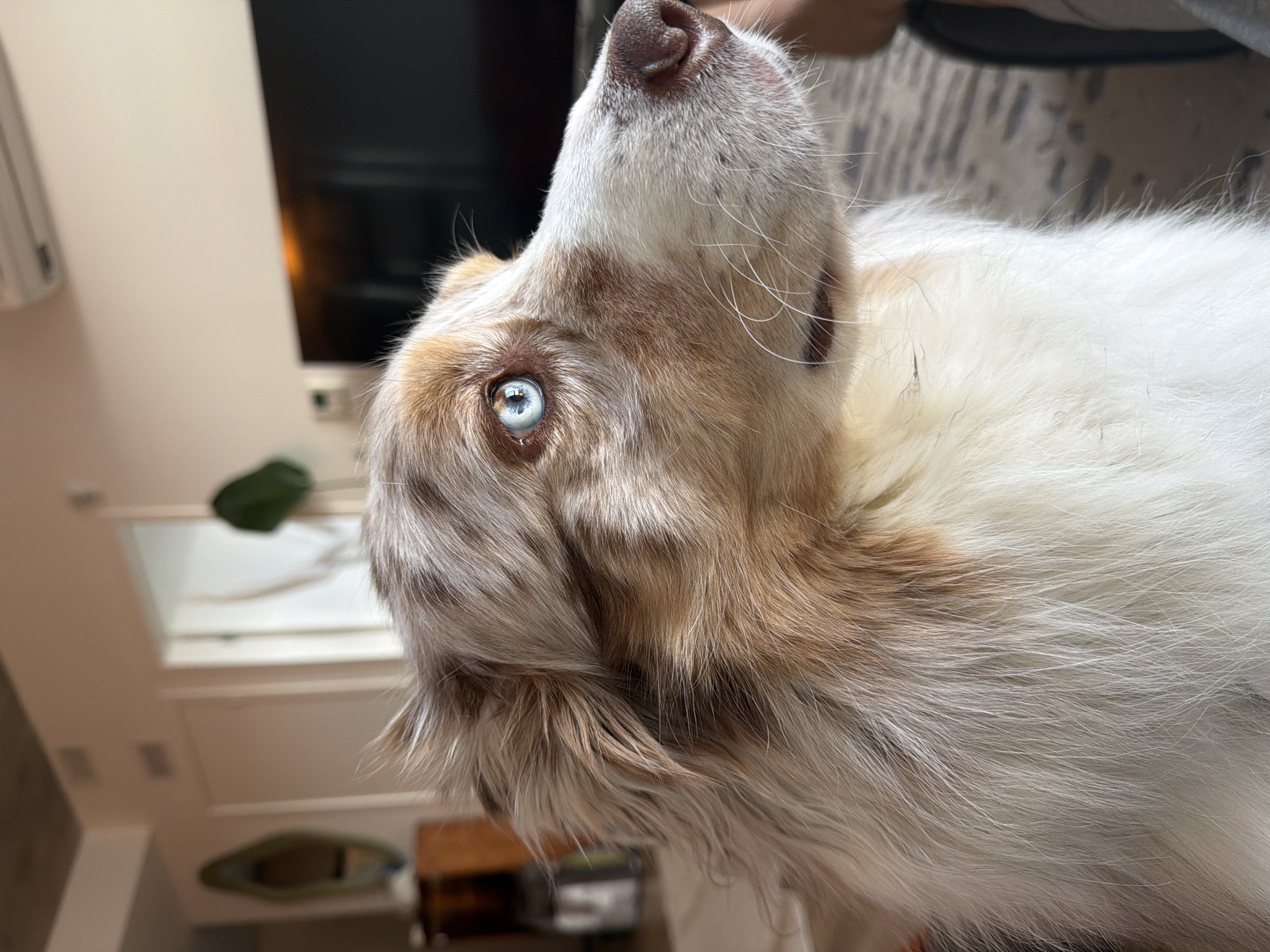 Quiet evening with dog captured in Laval home